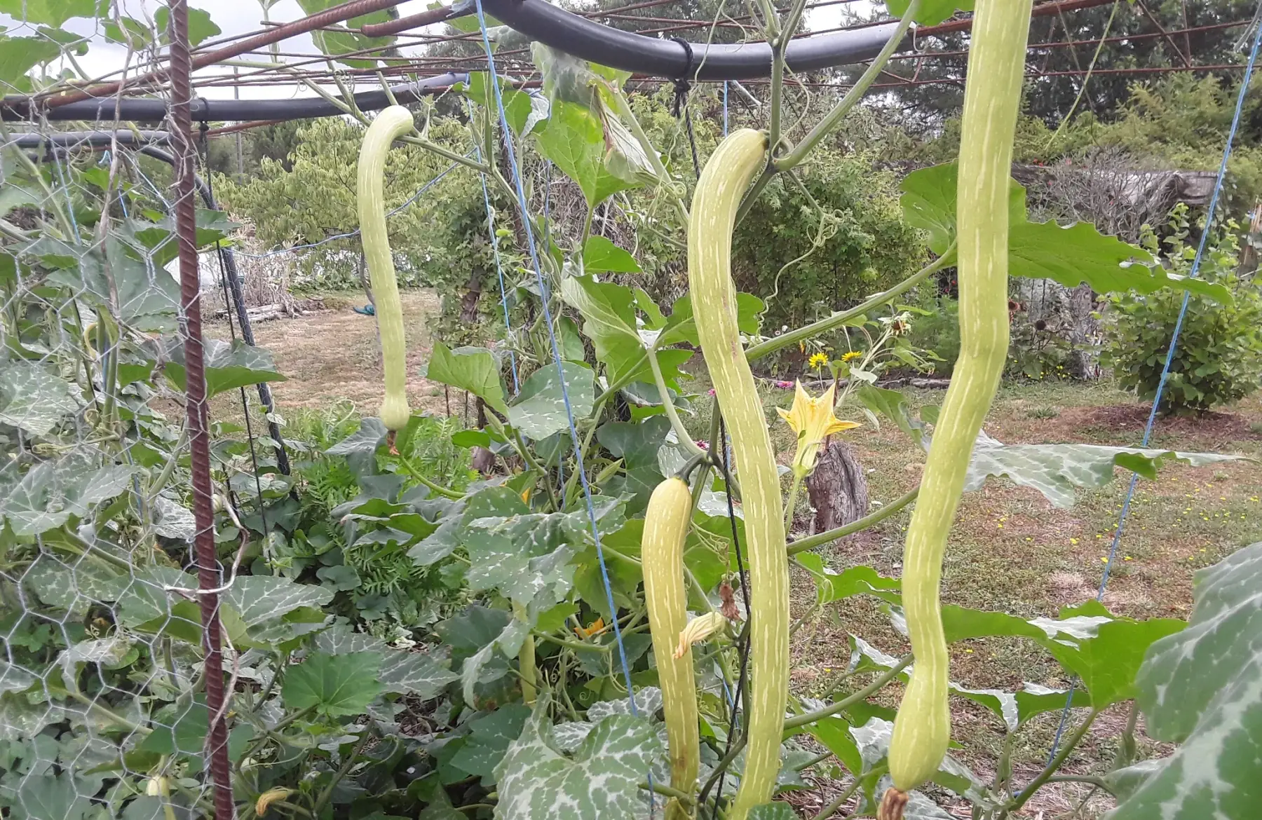 Courge "trombocino d'Albenga" jeune