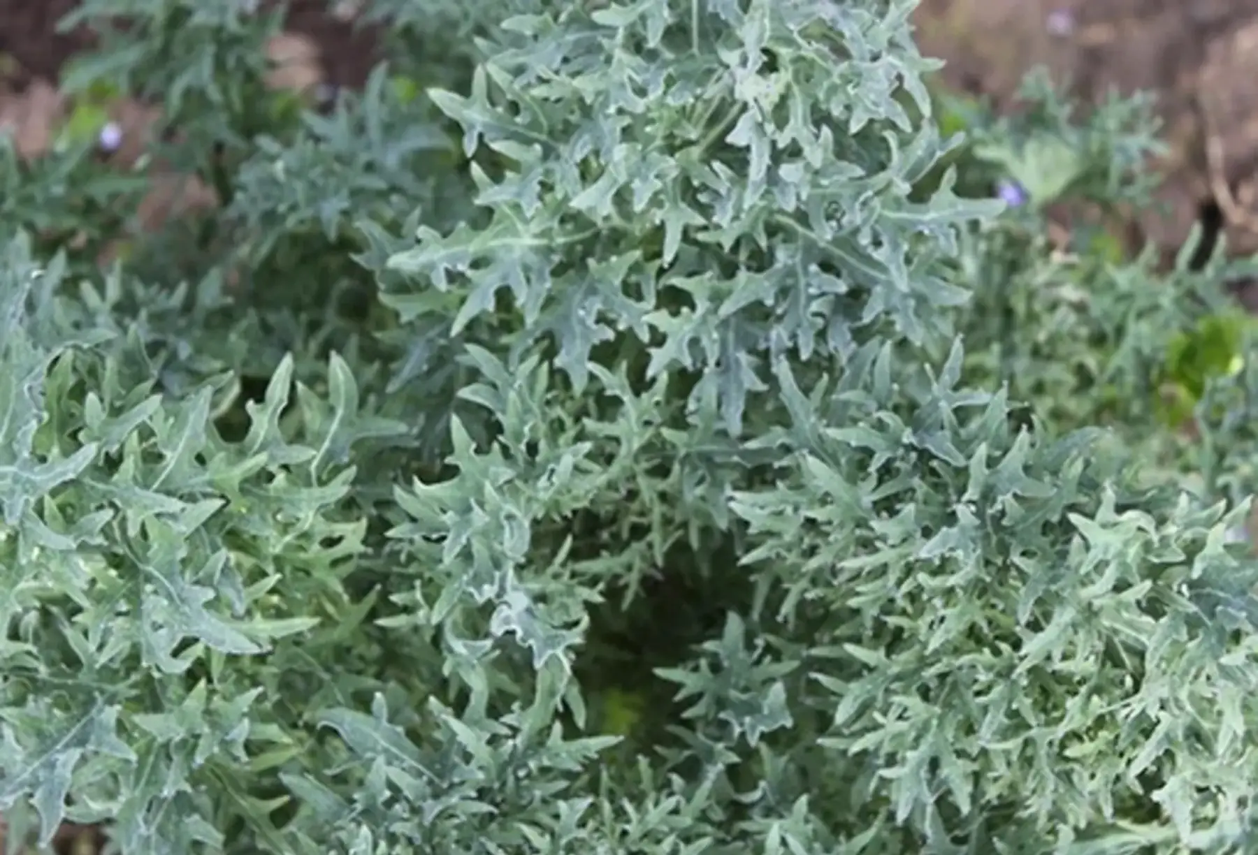 Choux kale "Sibérien Siber Frill"