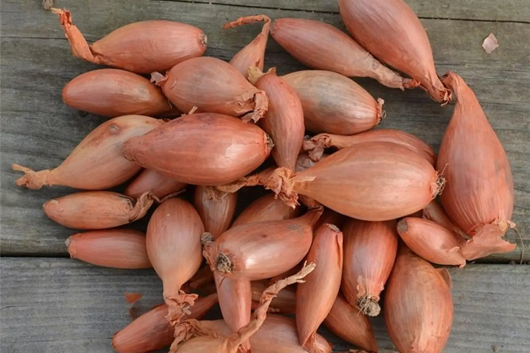 echalote "cuisse de poulet de longor"