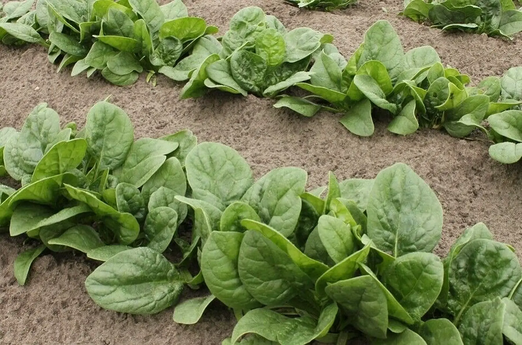 epinards "géant d'hiver"