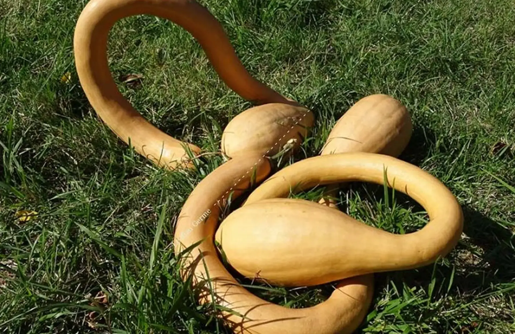 courge "trombocino d'Albenga" au stade "mature"