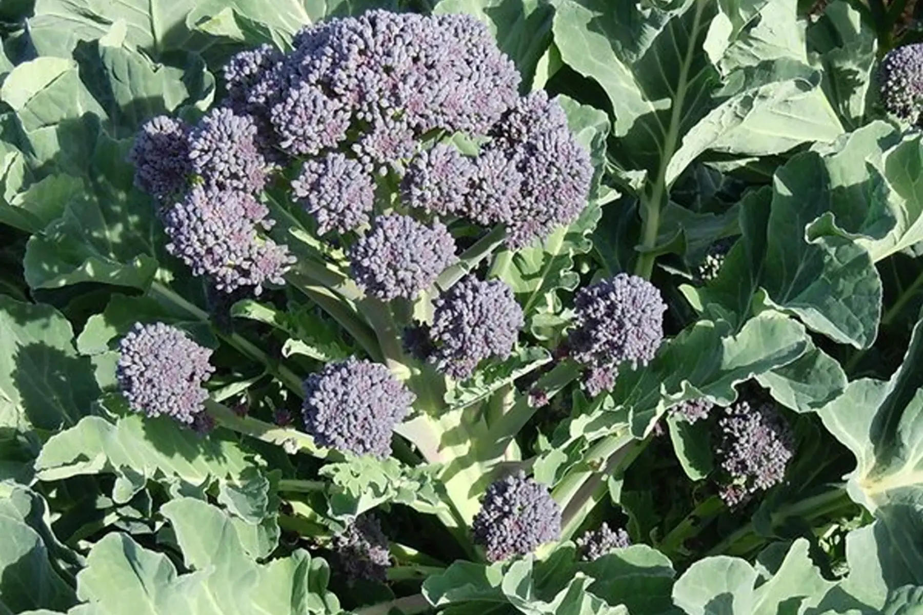 chou brocoli "violet du cap"