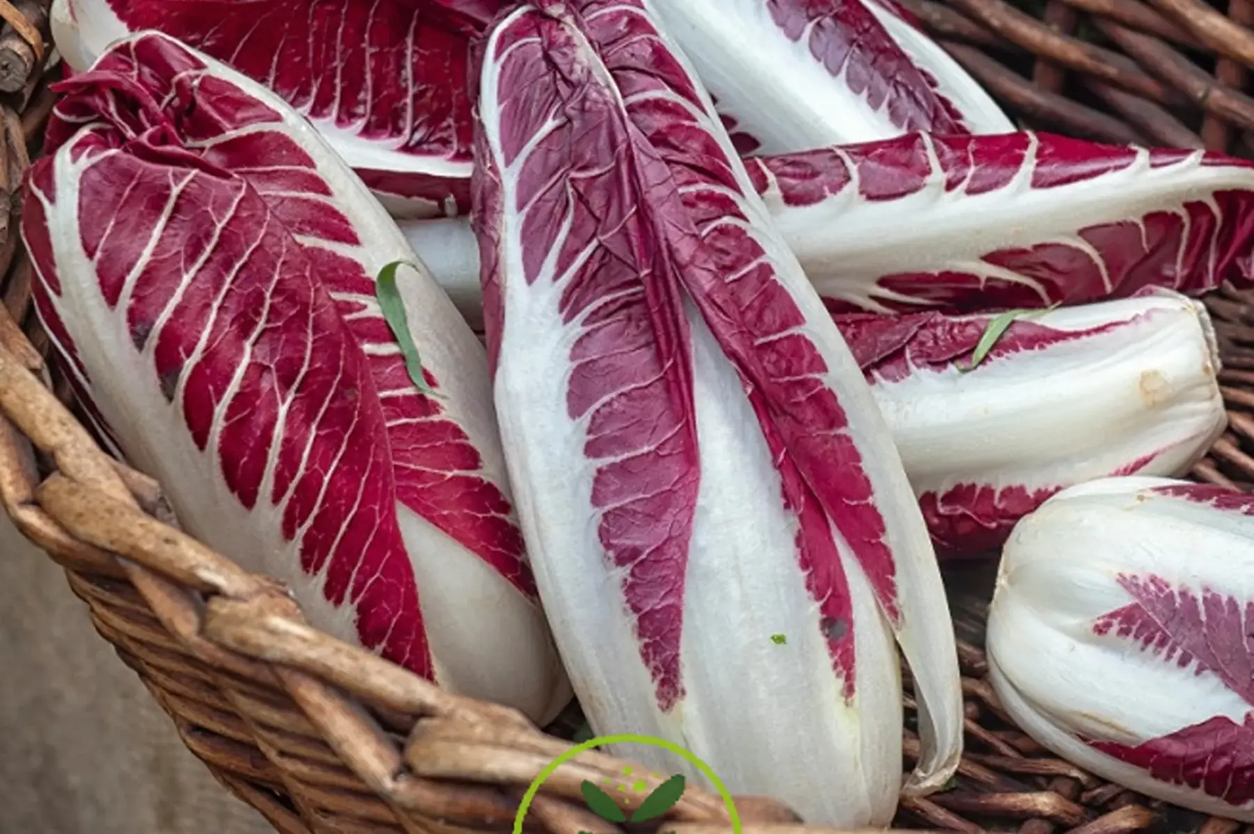 Chicorée rouge de Trévise