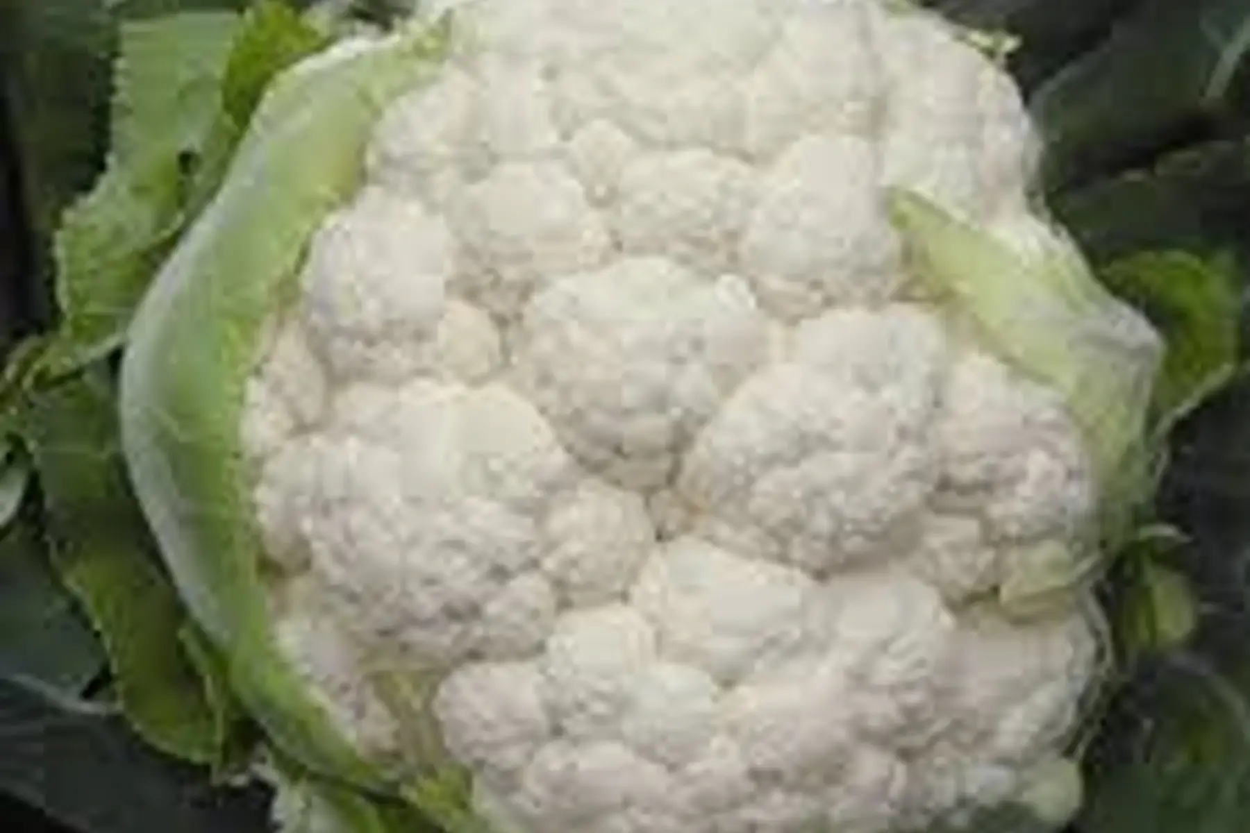 chou fleur "Nekarperle"