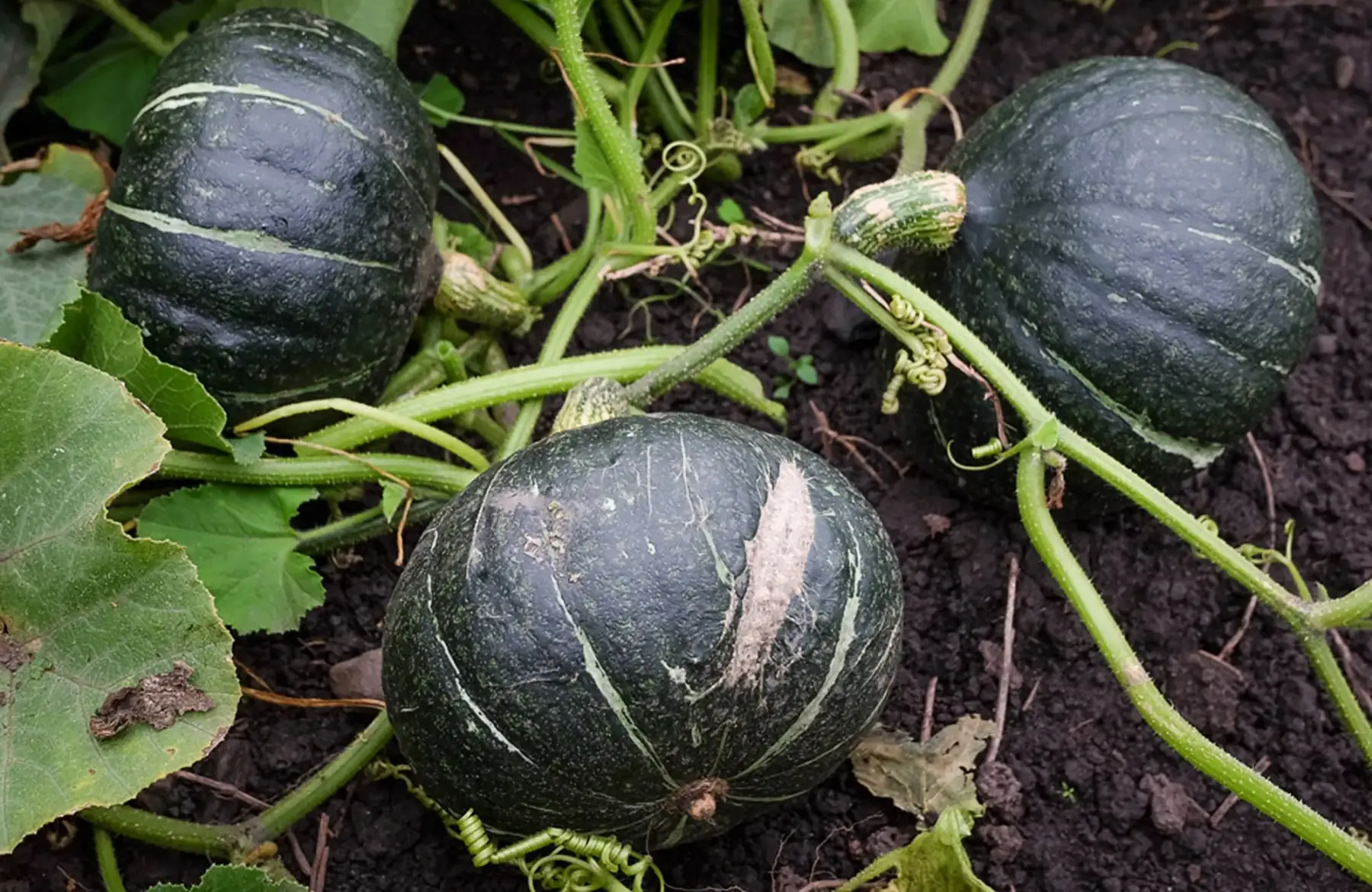 Potimarron "Green Hokkaïdo"