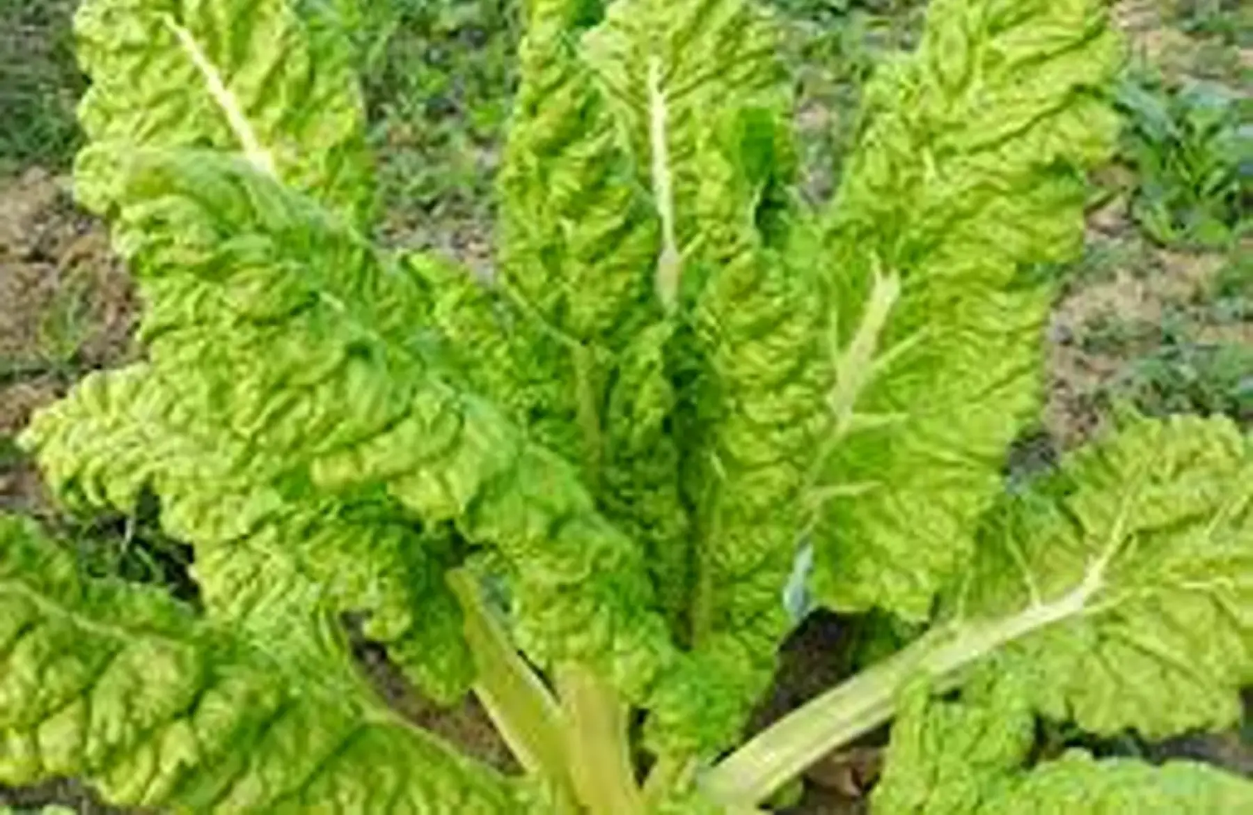 feuilles de blette "luculus"