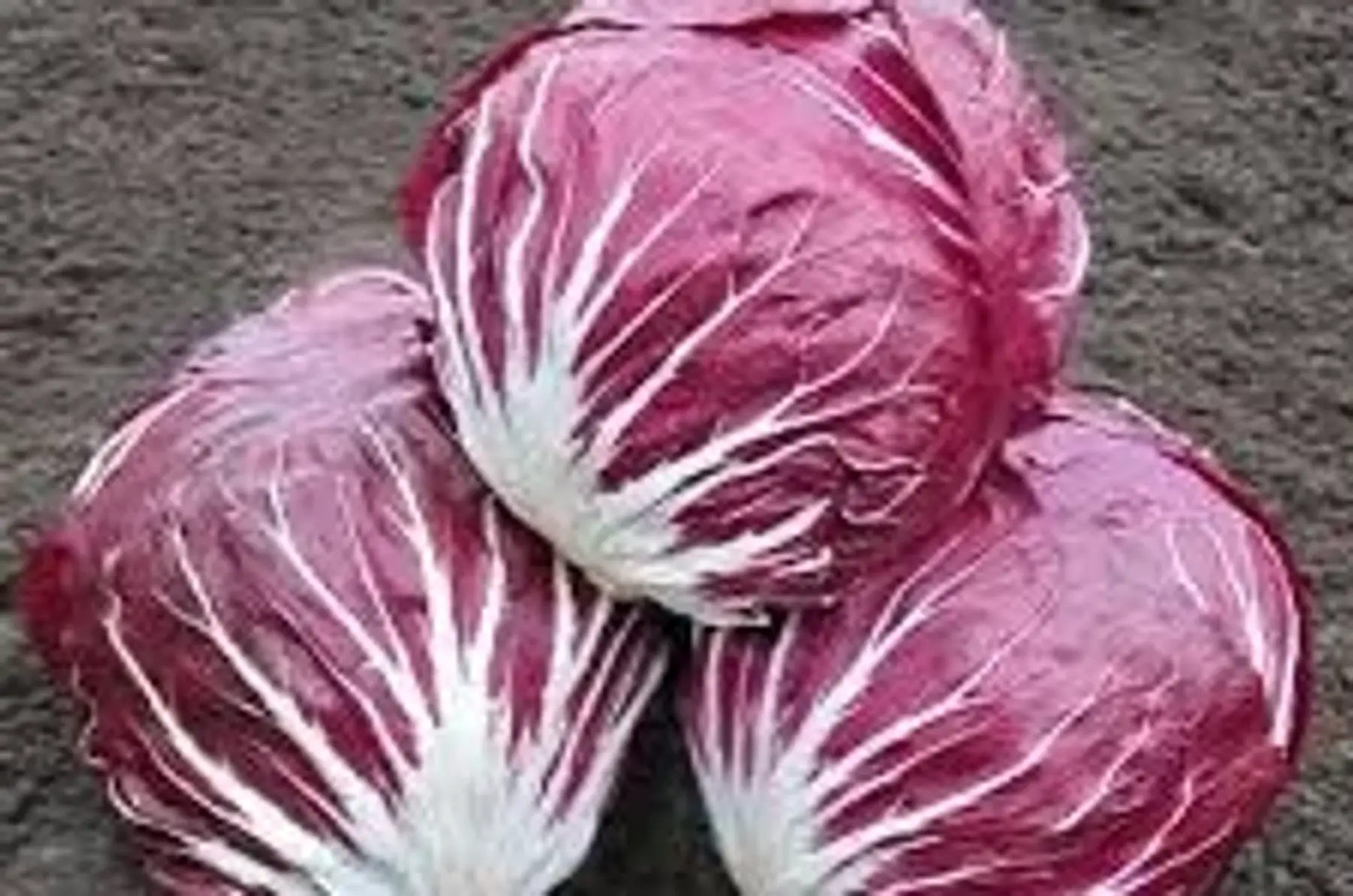 Chicorée rouge "rubro"