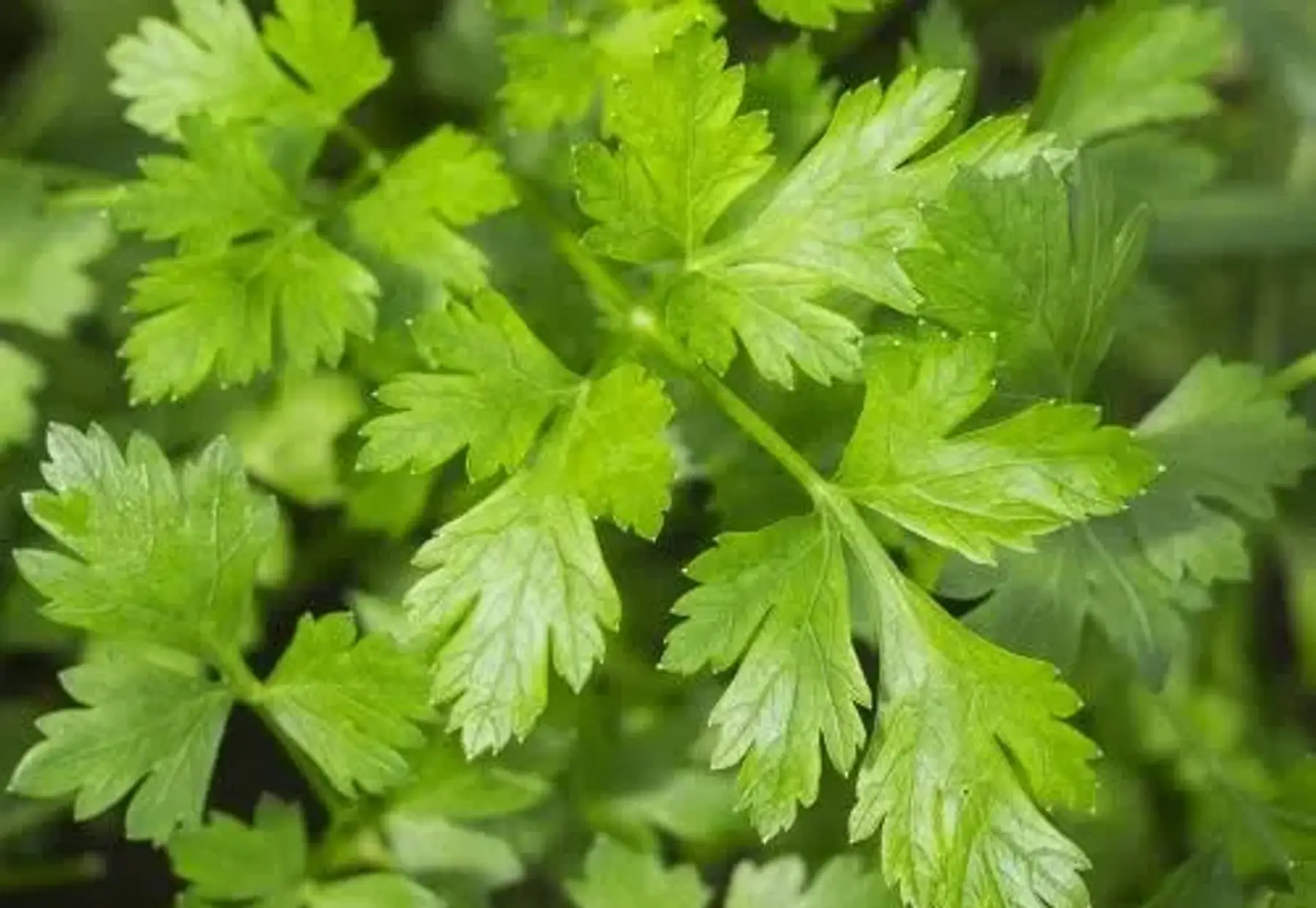 Au Jardin Gourmand