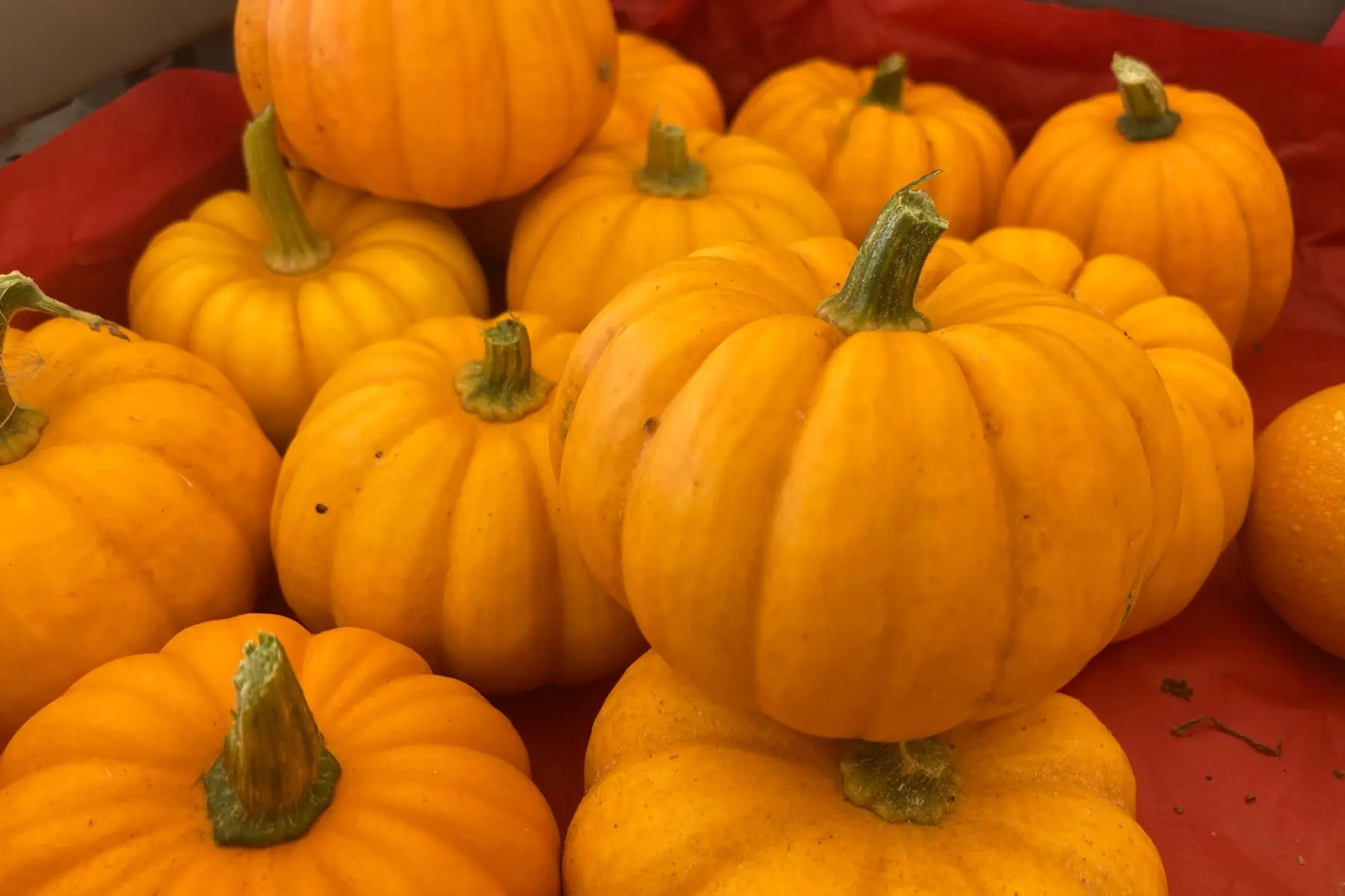 mini courge jack be little