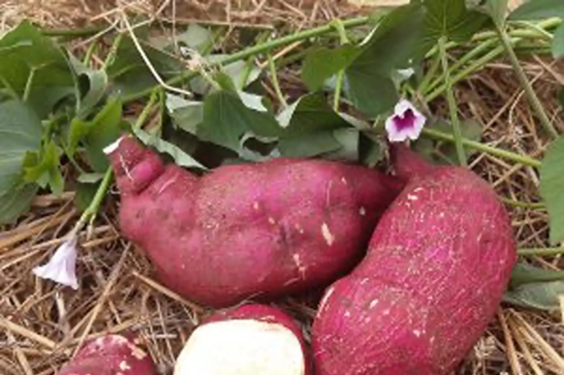 patate douce à chair blanche