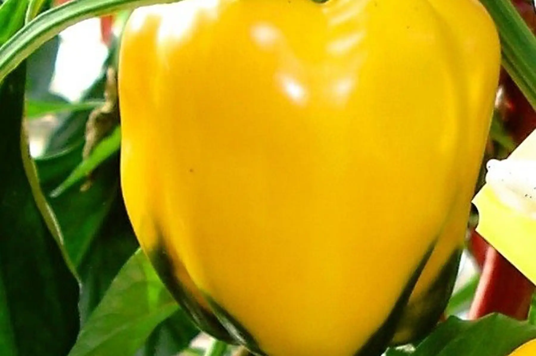 poivron jaune