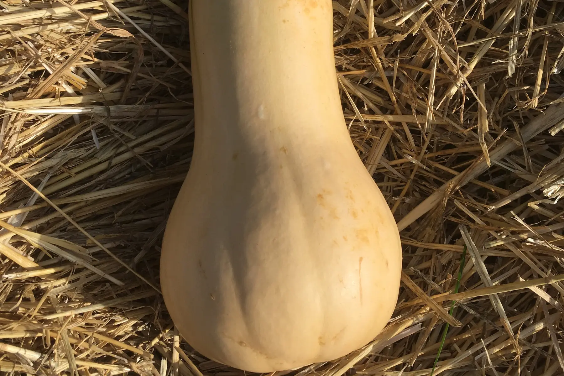 butternut