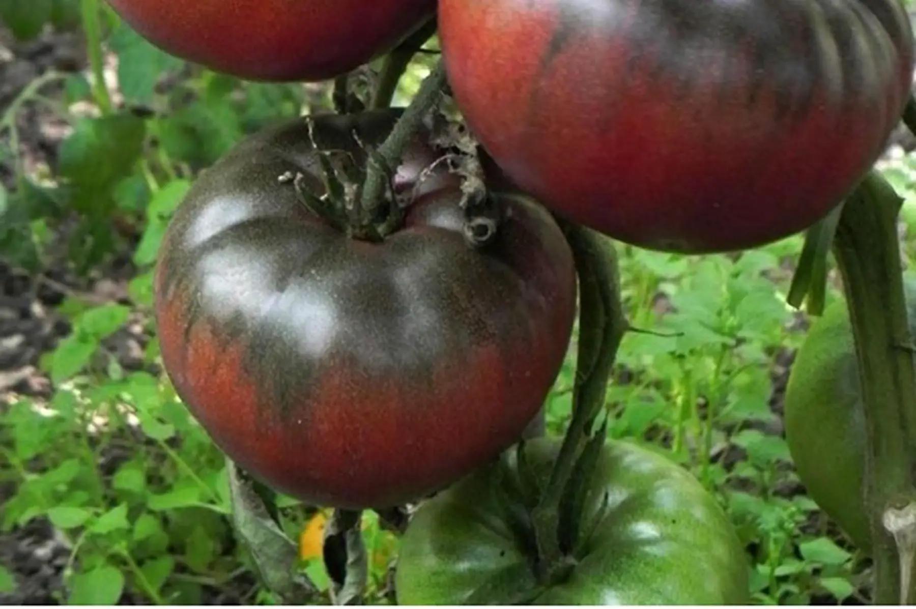 tomate black from tula