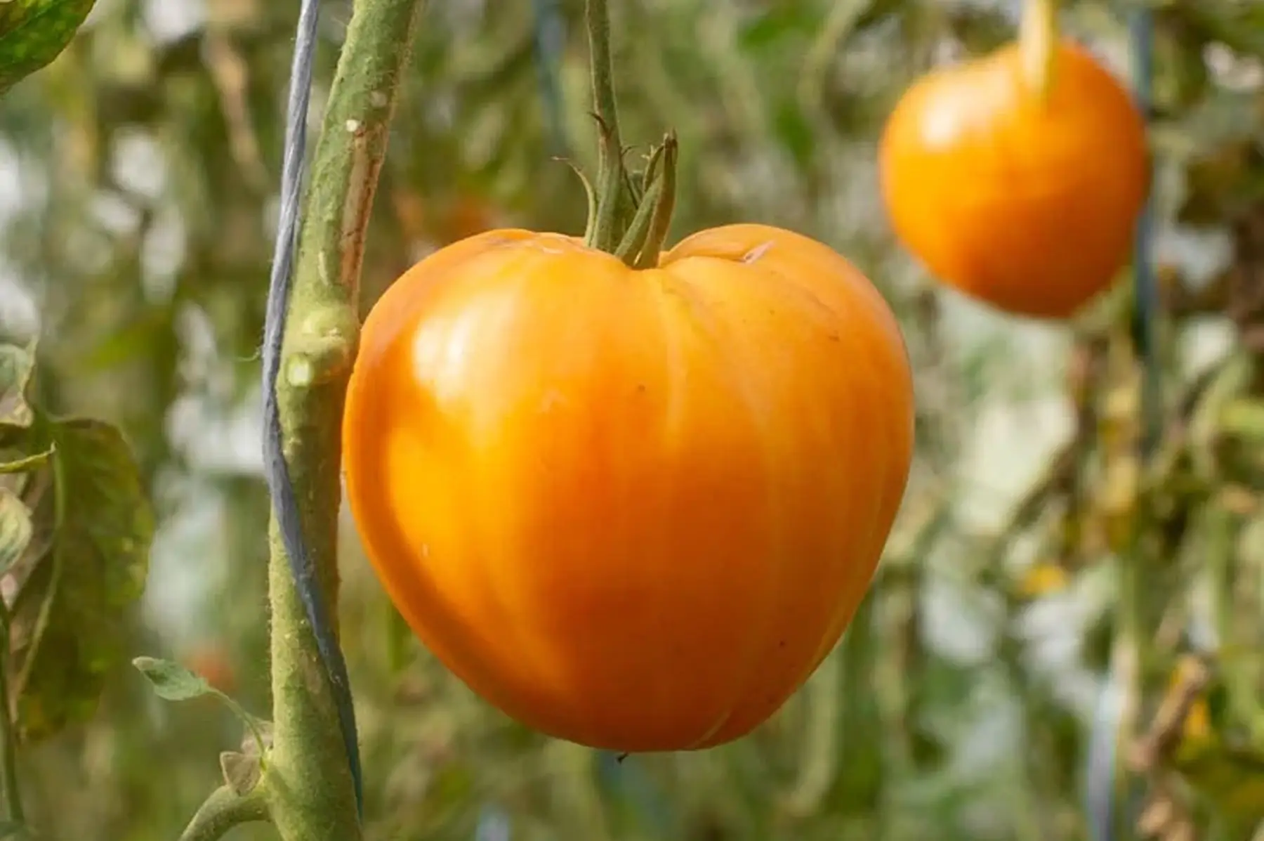 tomate verna