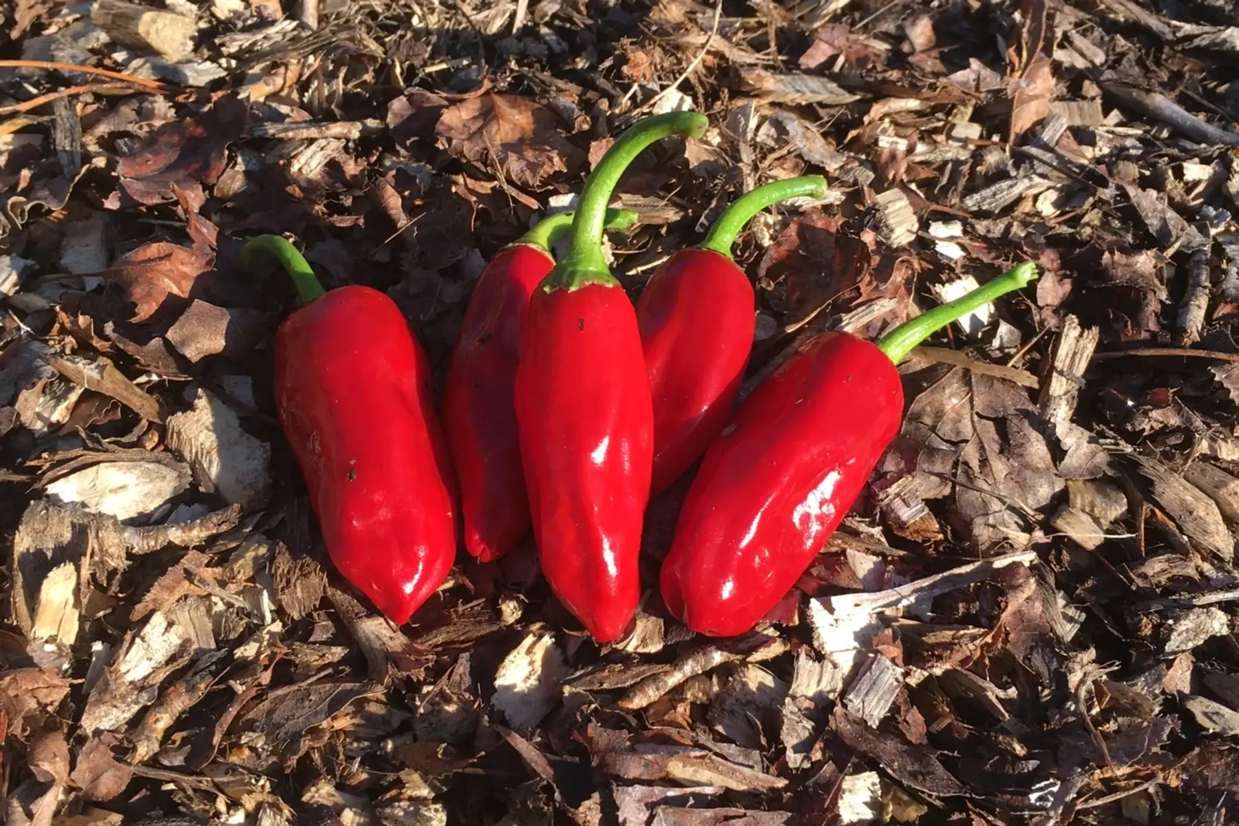 piment fort
