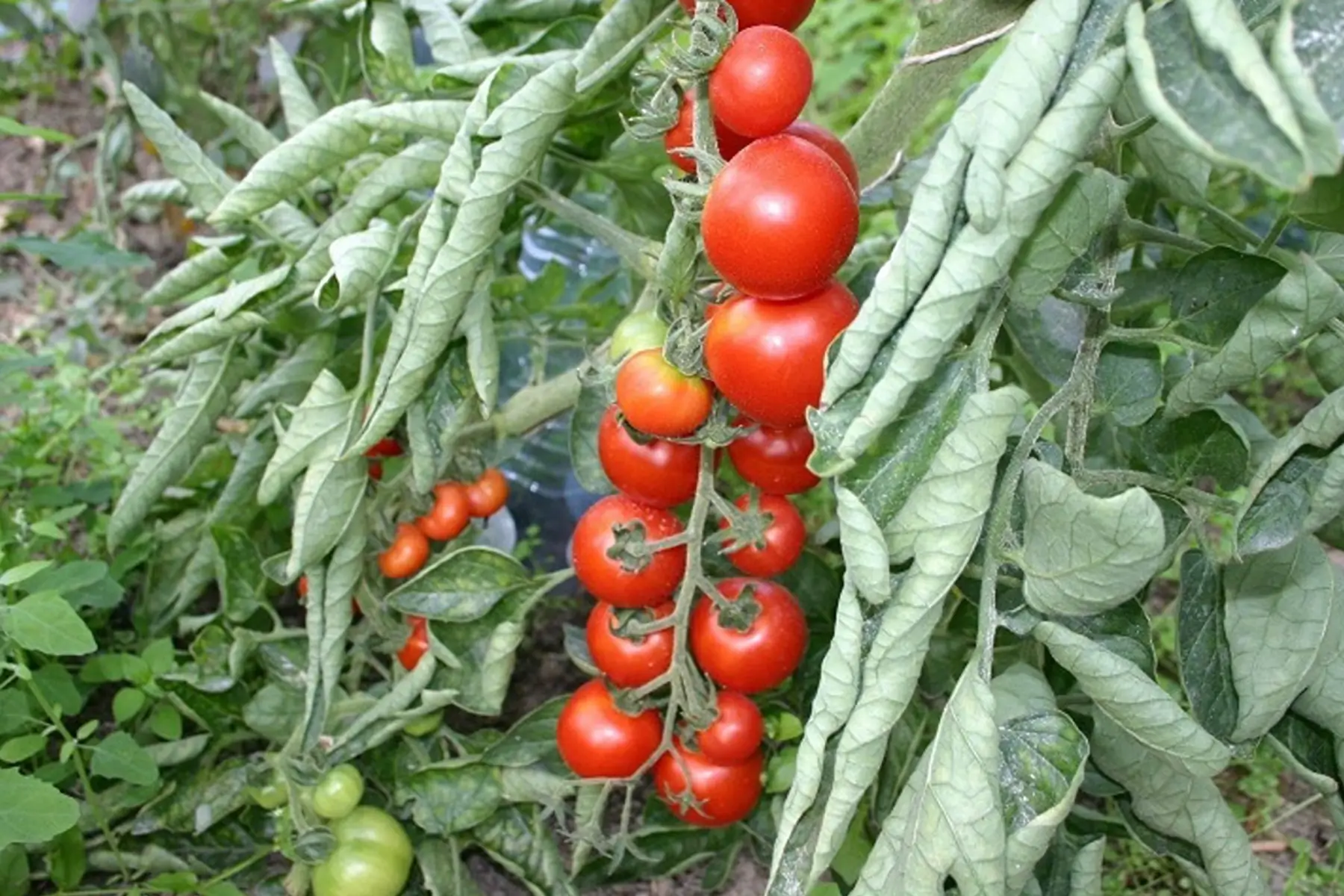 tomate cocktail Miel du Mexique