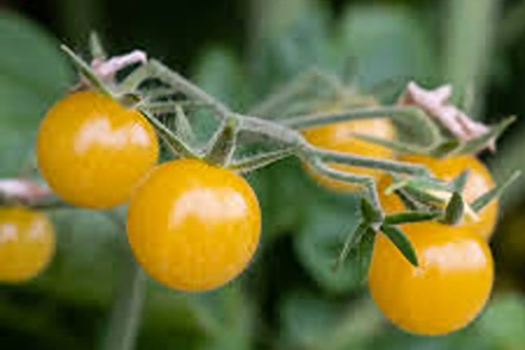 Tomate cerise Champagne