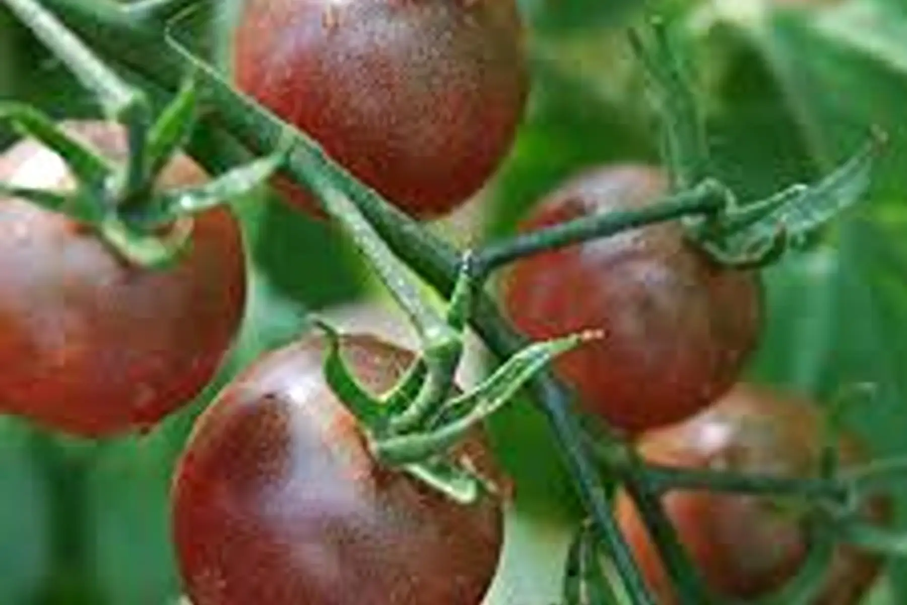 Tomate Cocktail Black Cherry