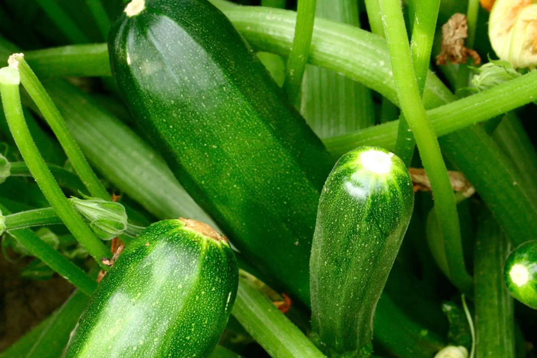 courgette