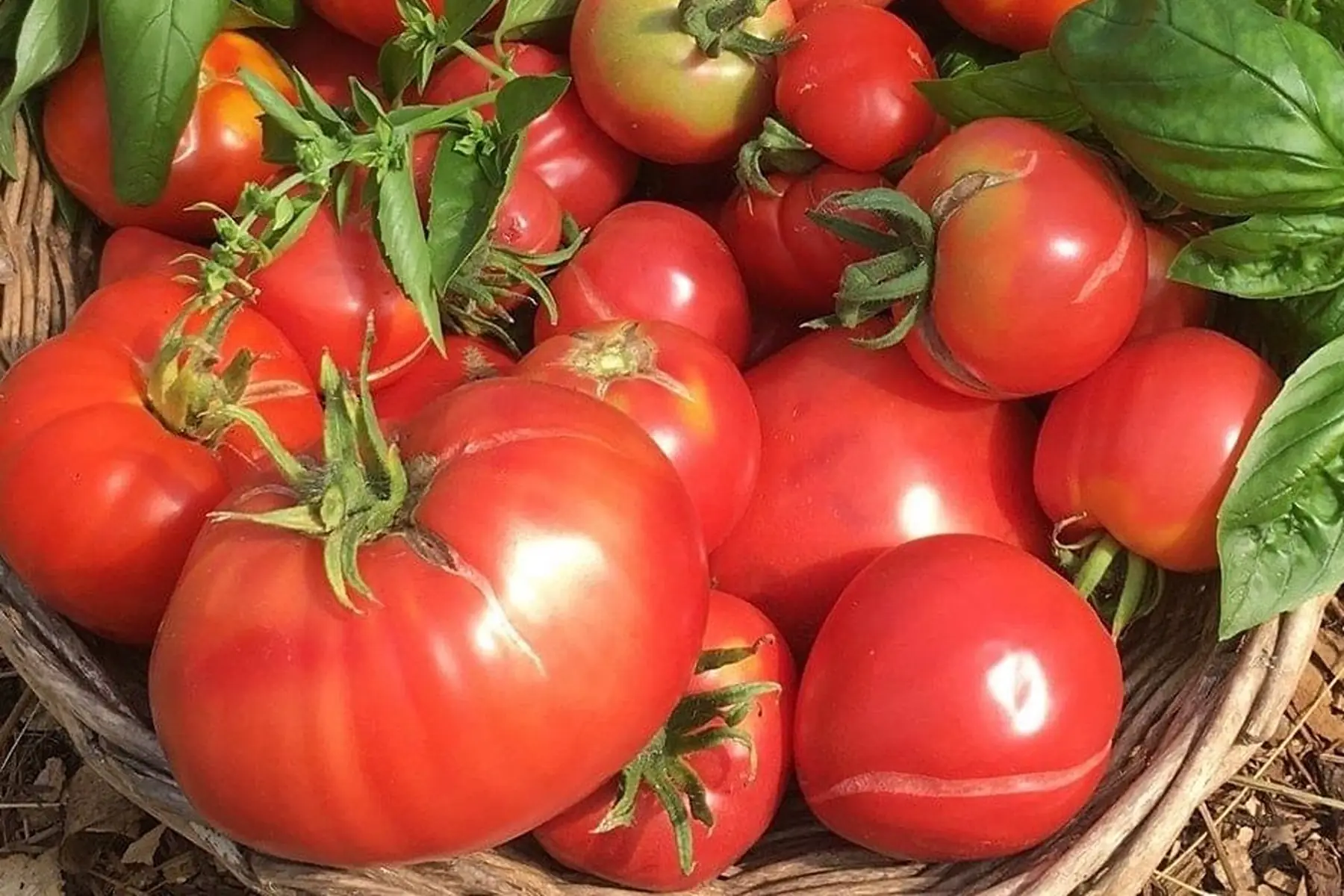 tomate ancienne