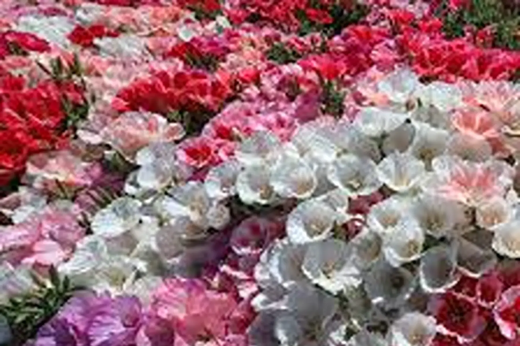 Godetia