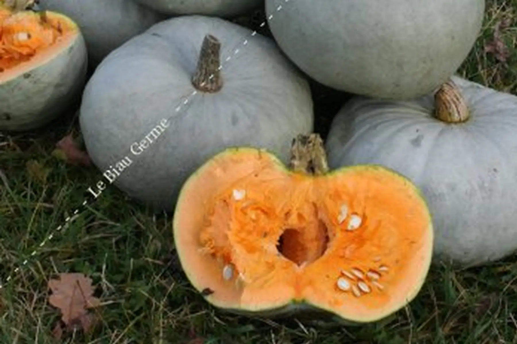 potiron bleu de hongrie courge +3