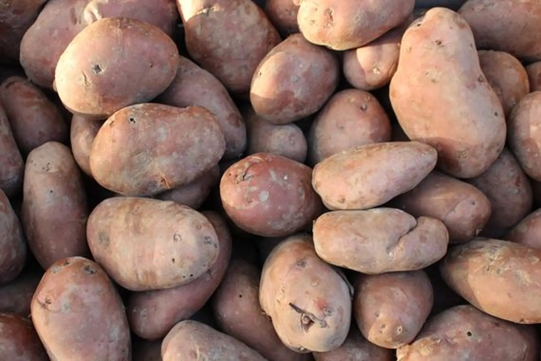 pomme de terre peau rose désirée