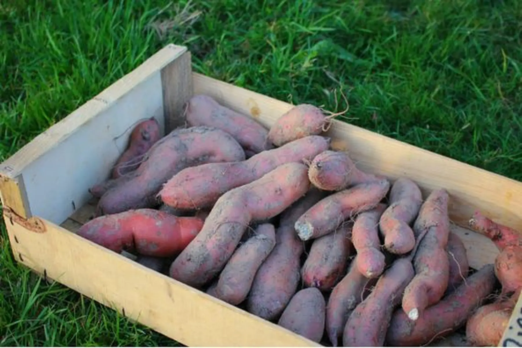 patate douce chair orange