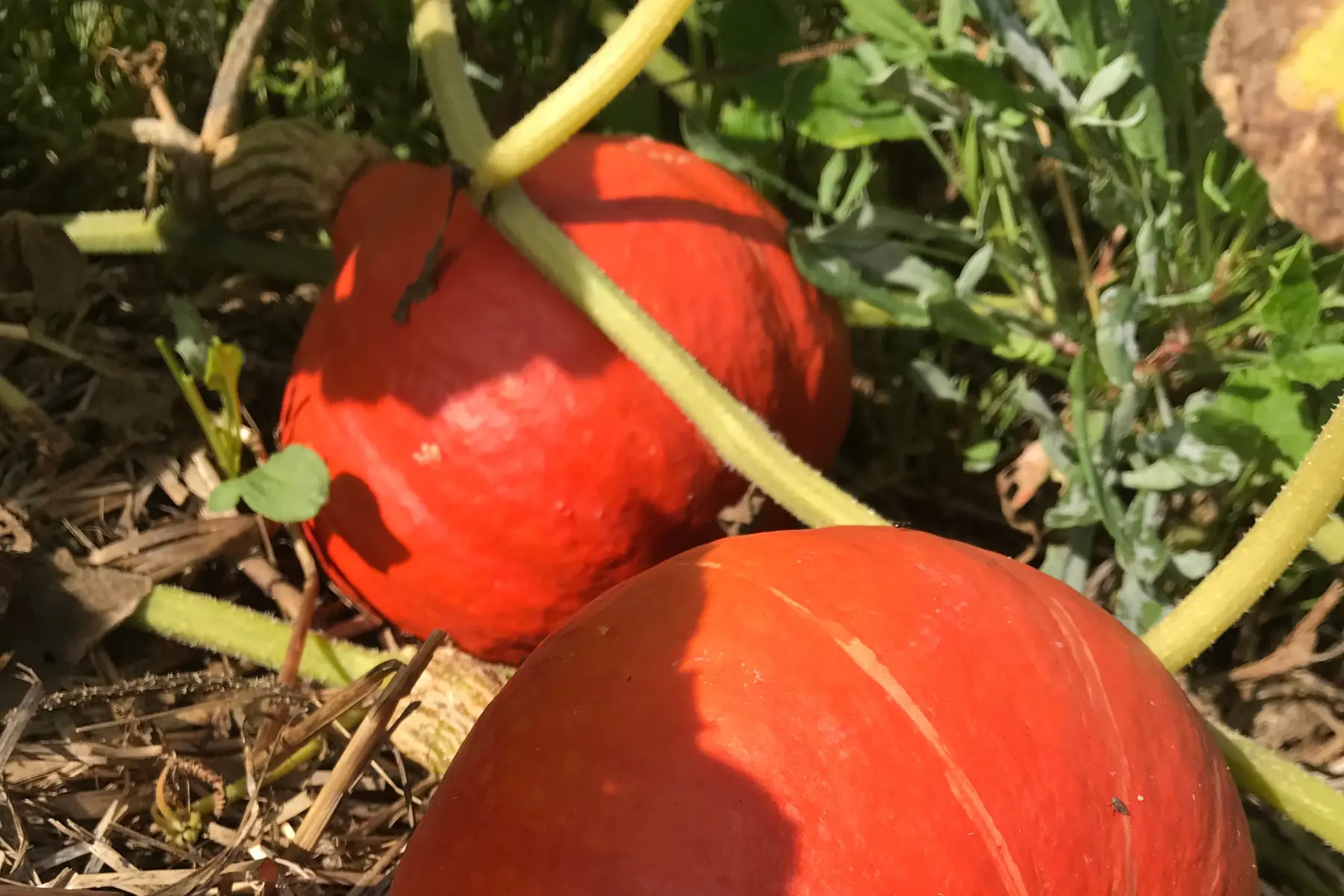 potimarron fictor entre 800g et 1.2kg