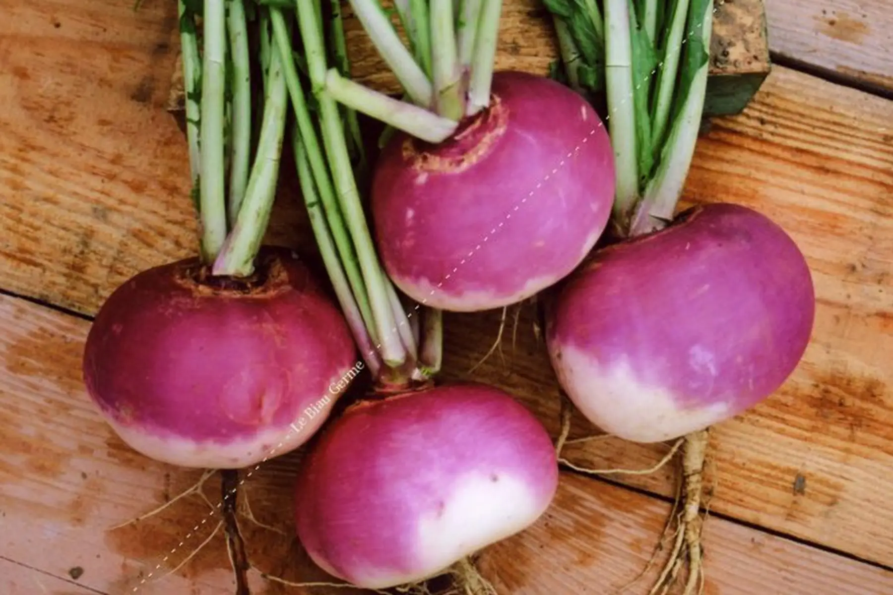 navet violet de nancy