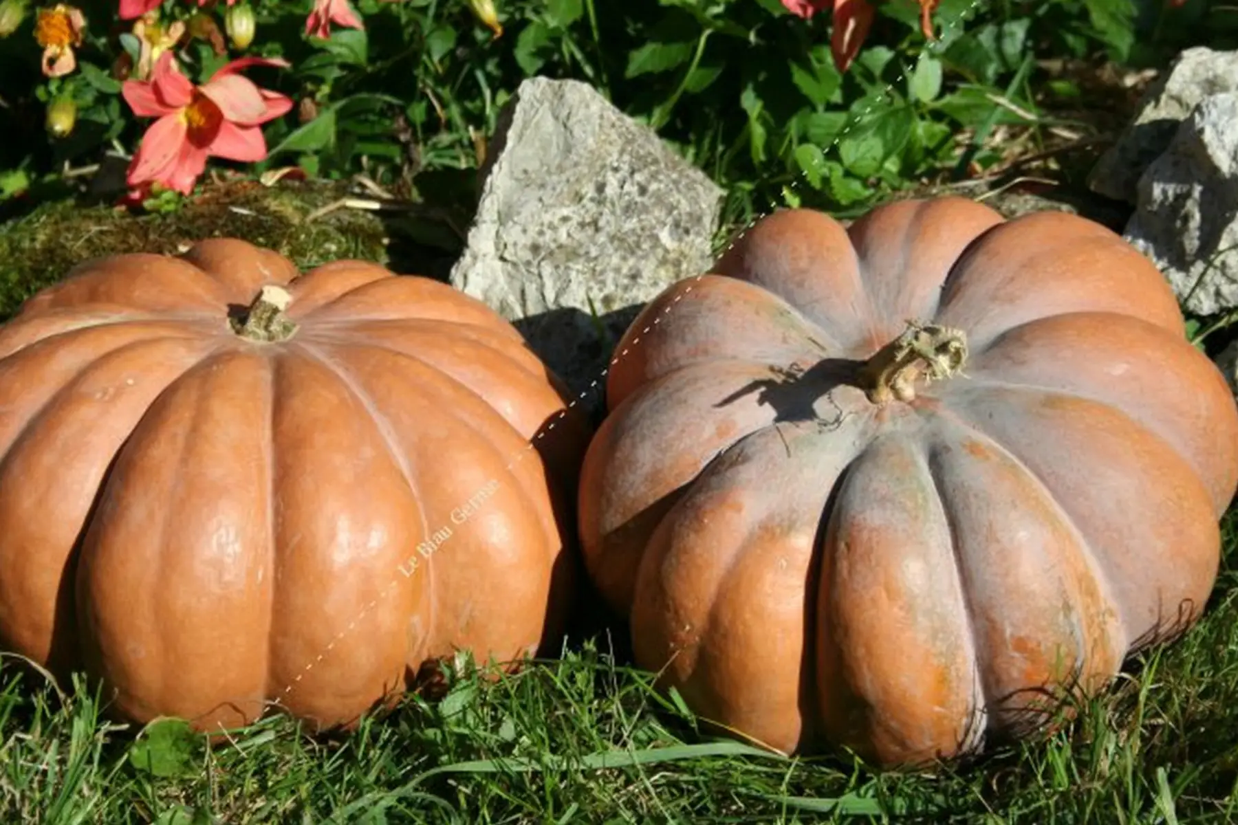 courge muscade (vendu en tranche en dessous de 5 kg commandé)