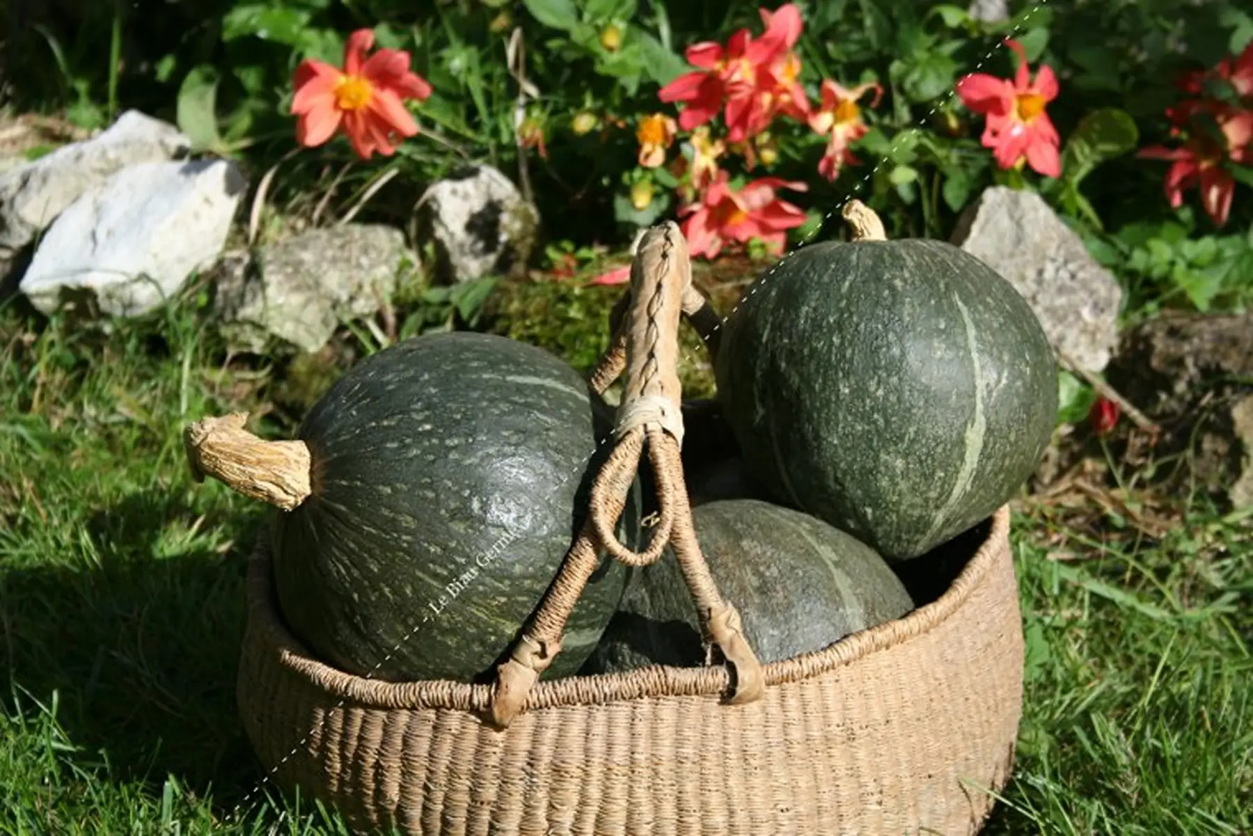 potimarron kabosha en tranche