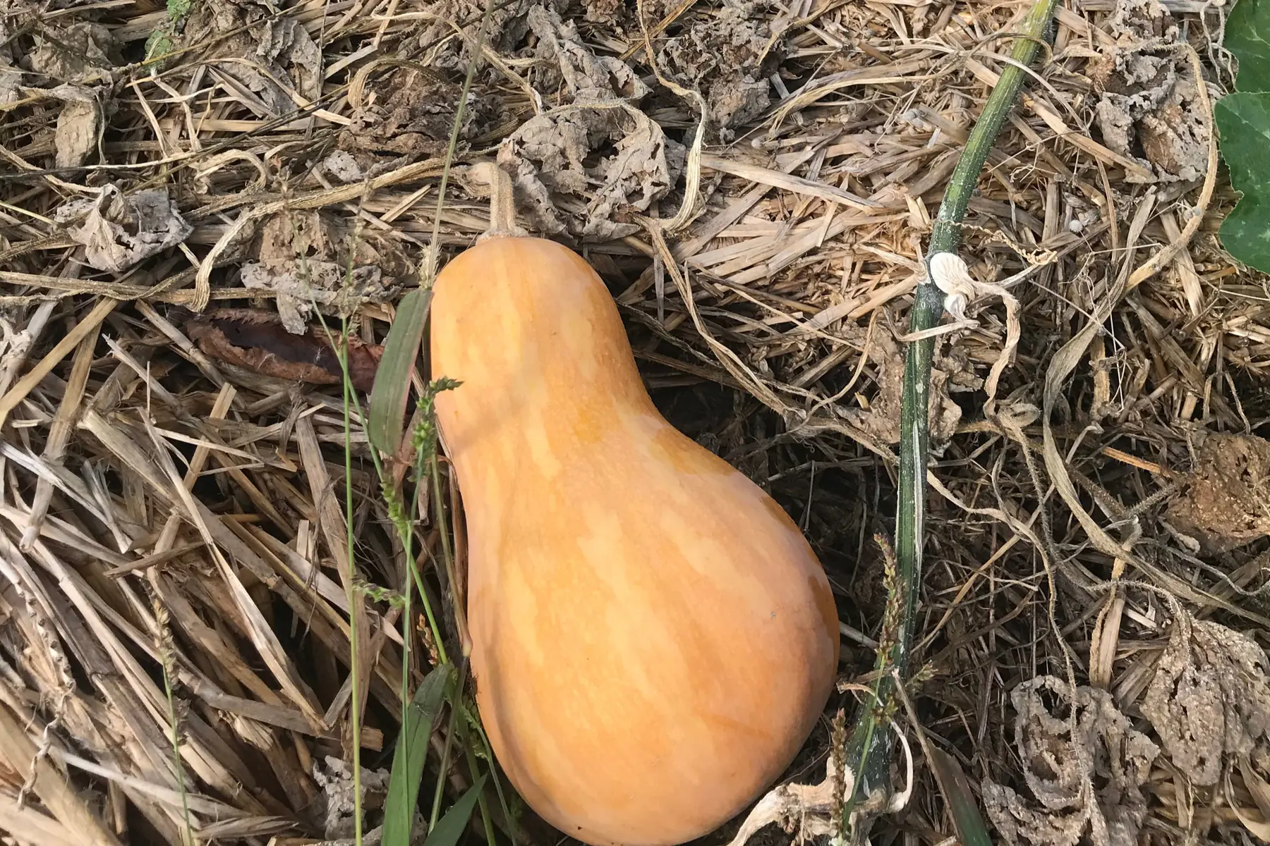 Lionel Gay Forêt jardin de Mouréou