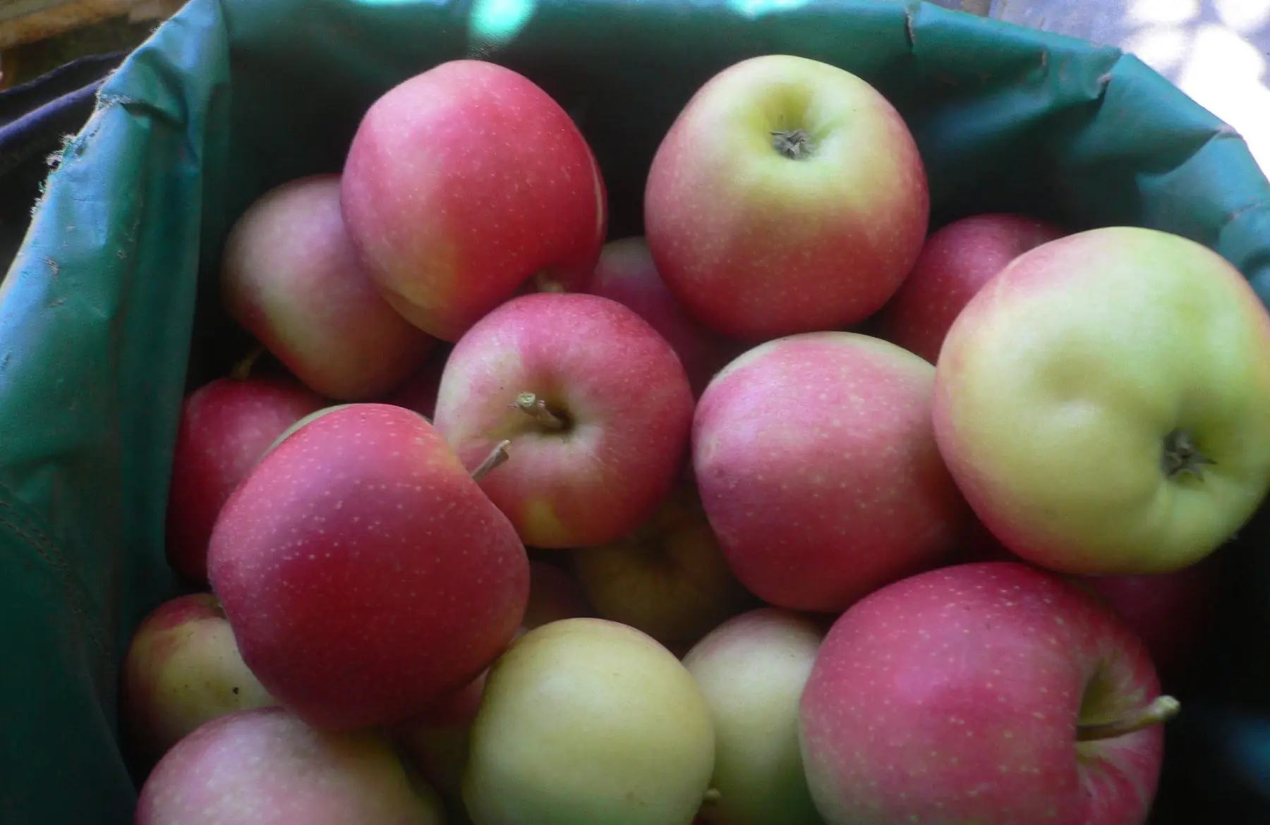 compote de pommes sucrée