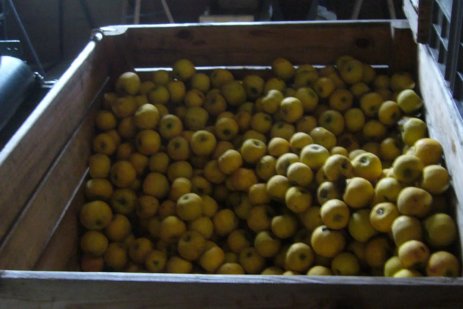 compote de pommes sucrée