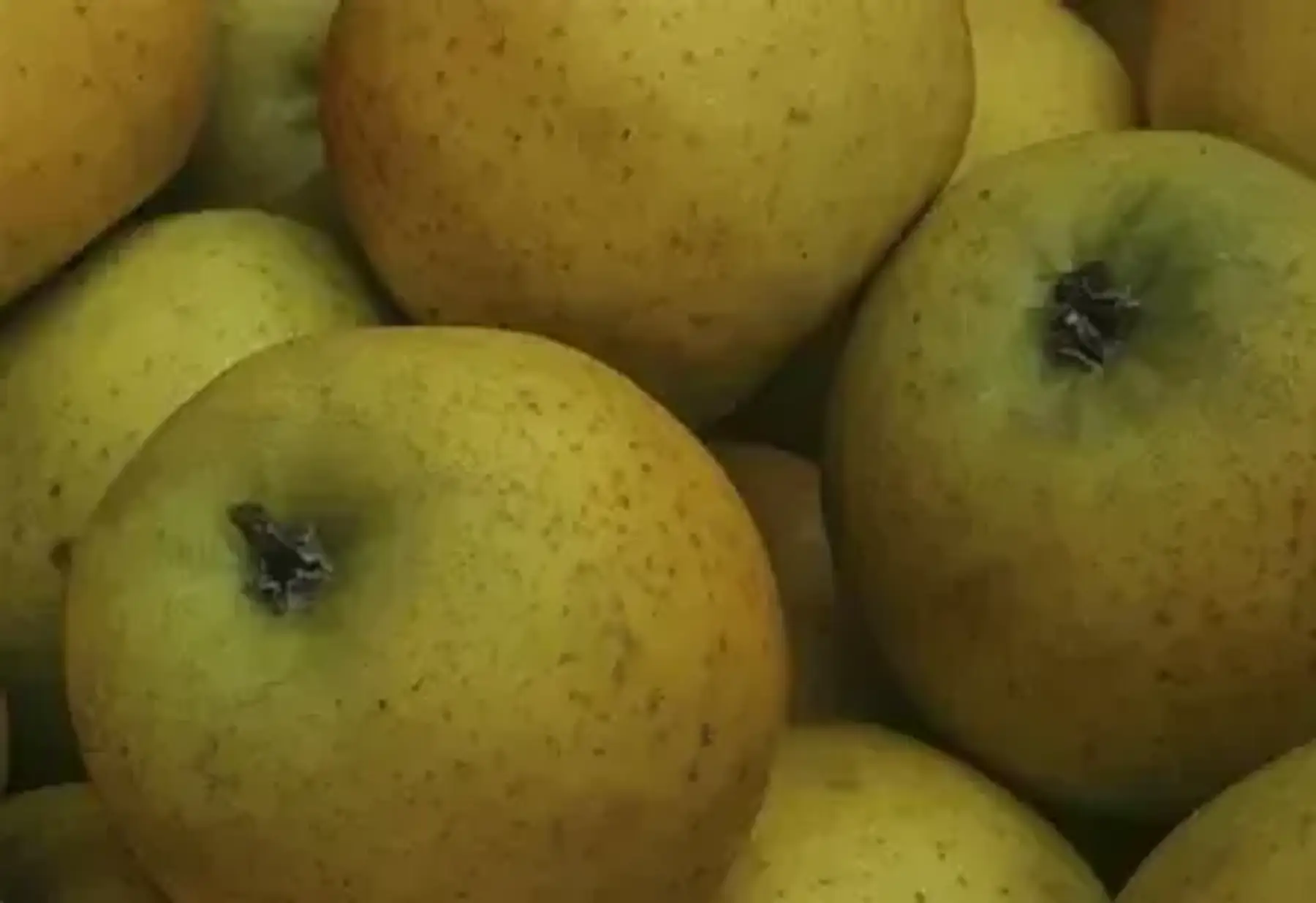 Les Vergers de Céline