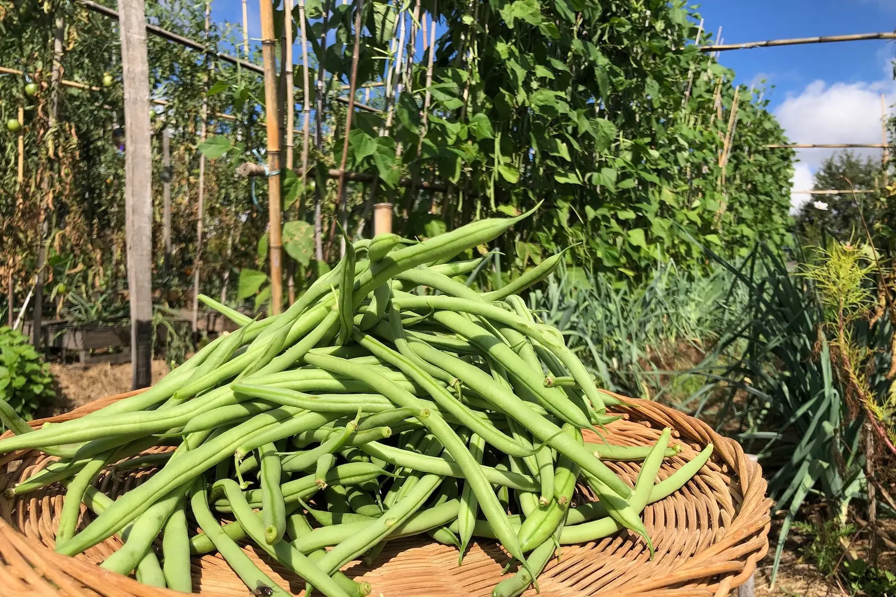 Haricots verts