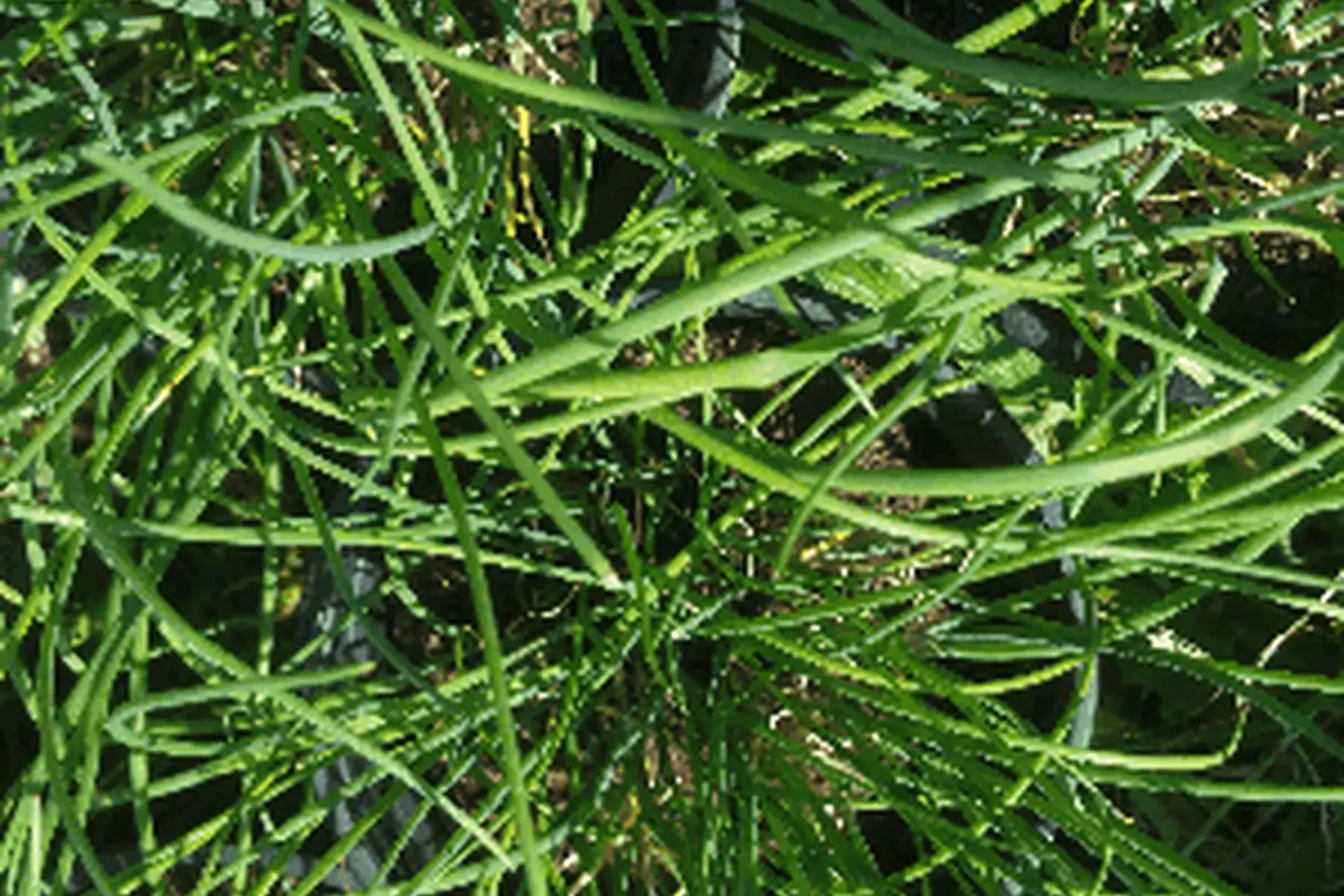 plant de ciboulette