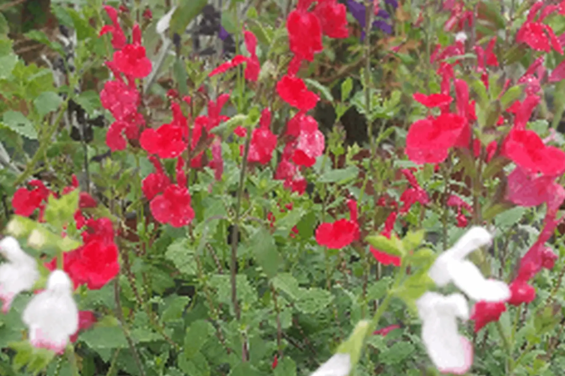plant de sauge microphylla " hot lip "