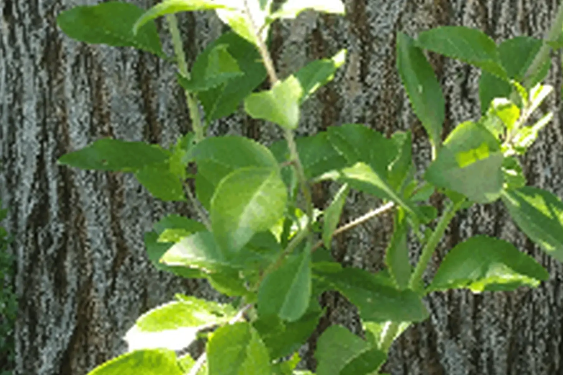 plant de goji
