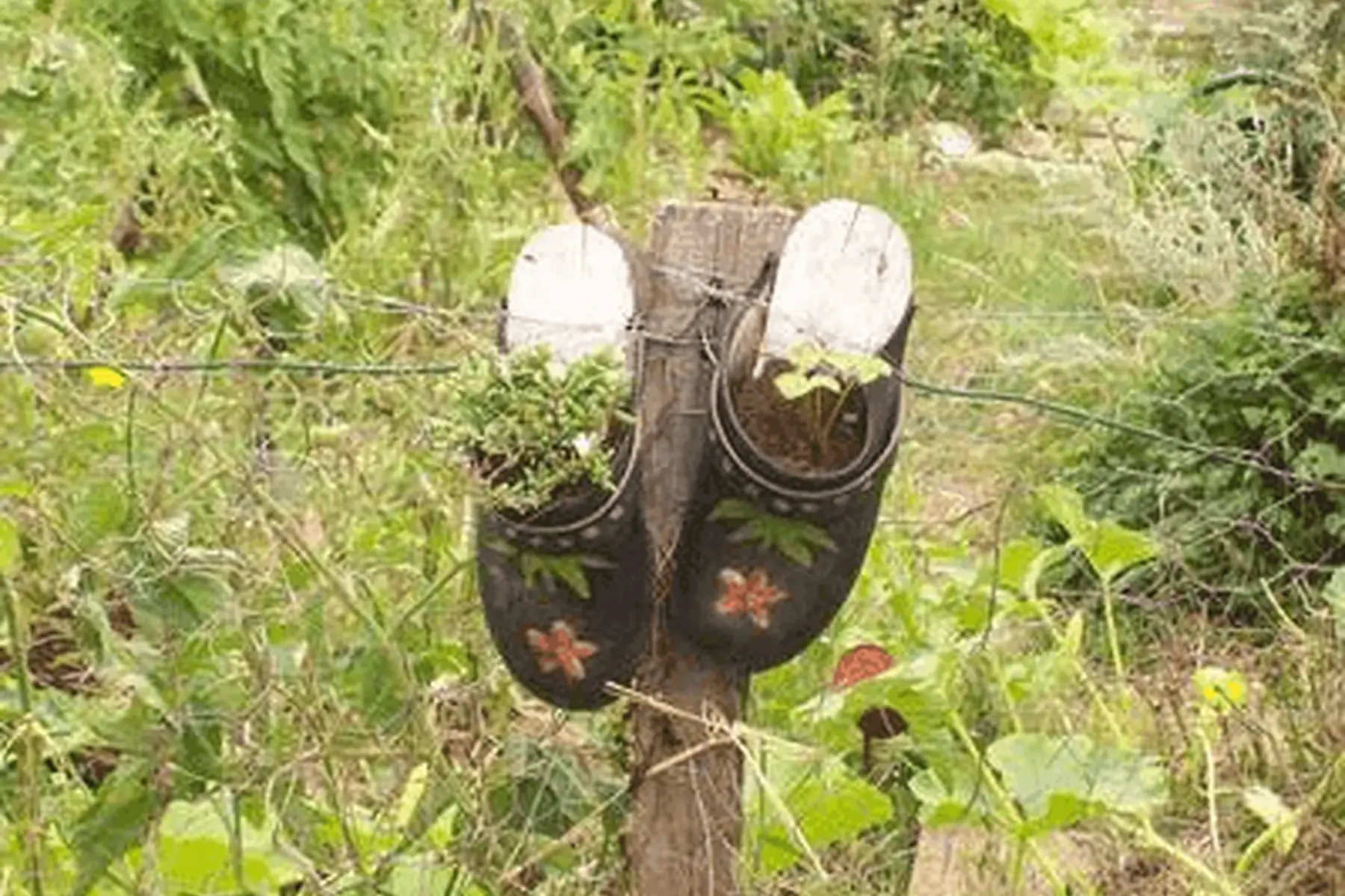 plant de pimprenelle
