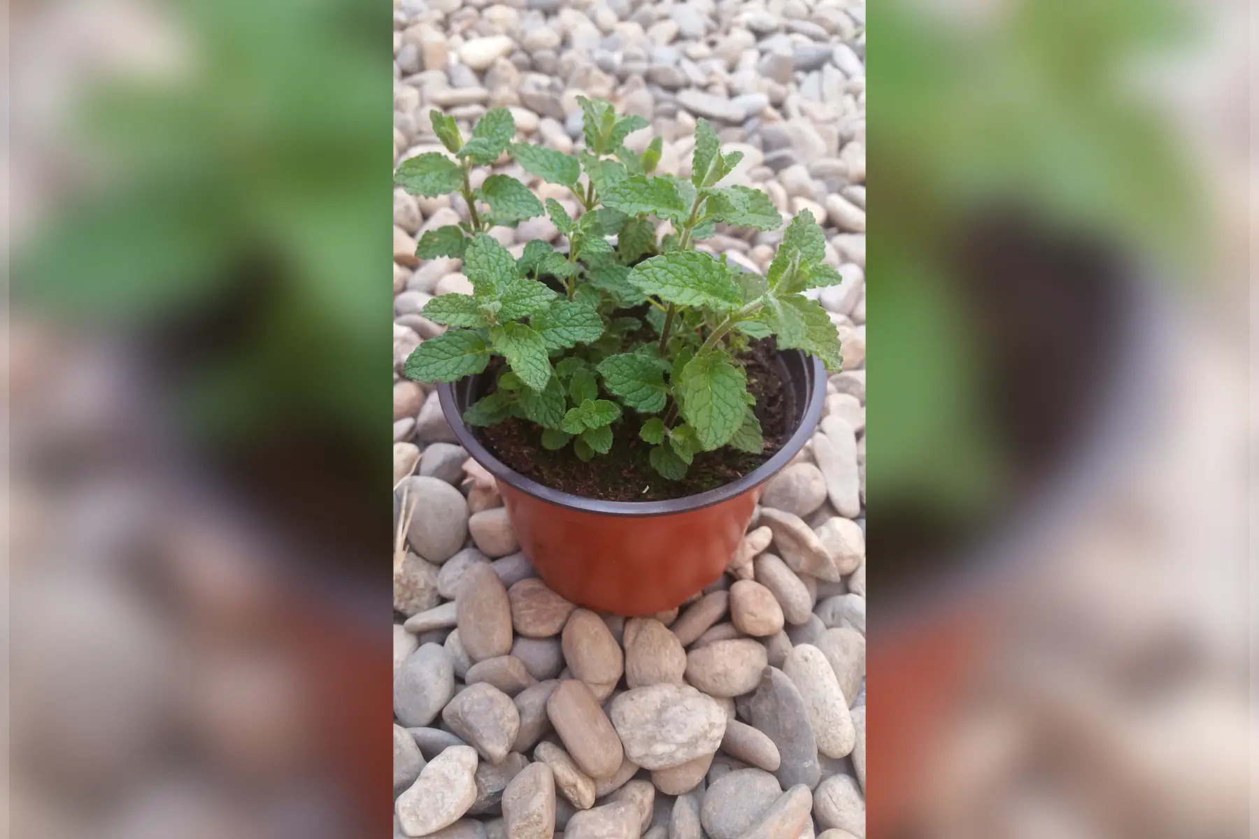 plant de menthe marocaine
