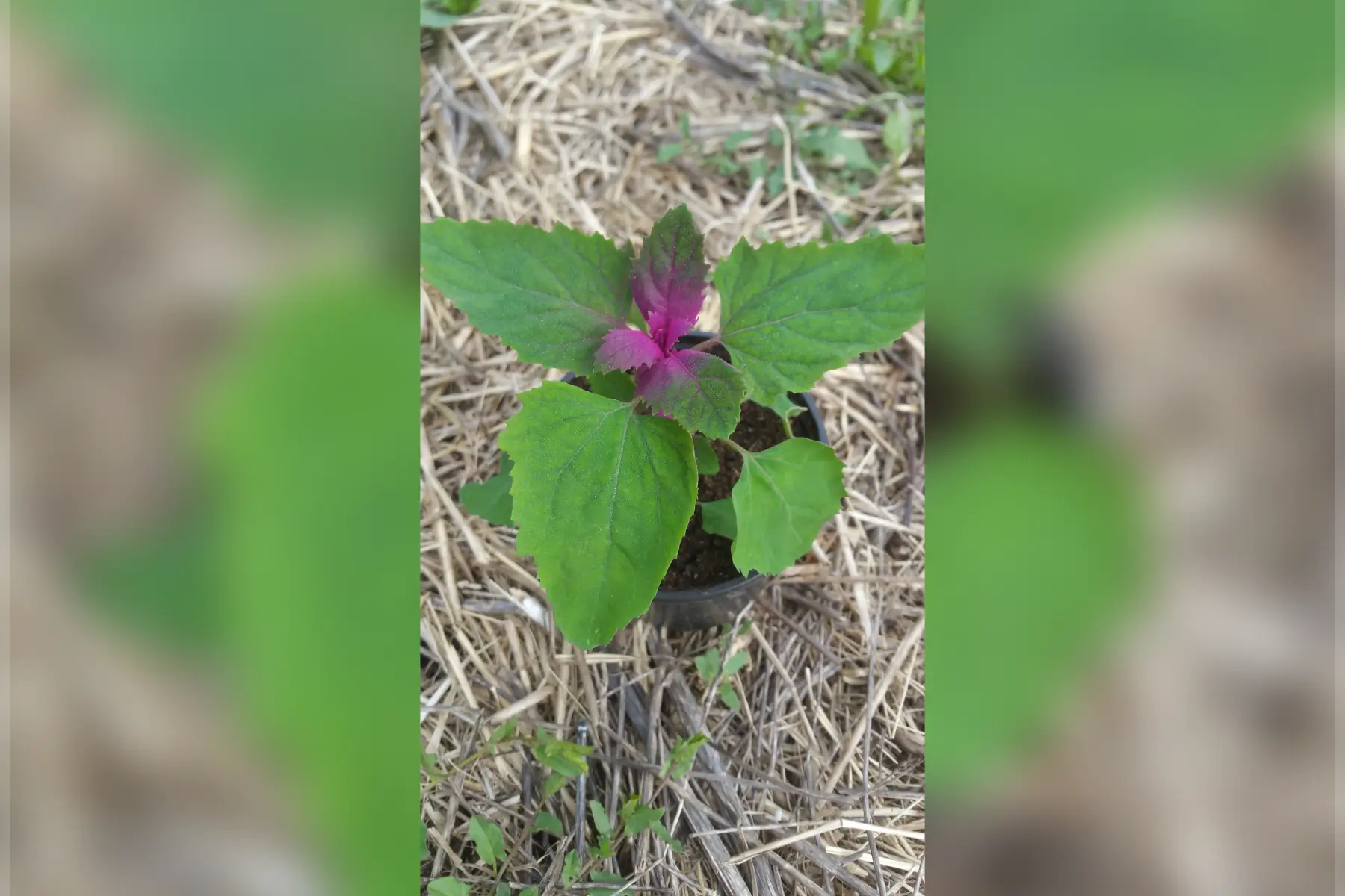 plant de chénopode magenta