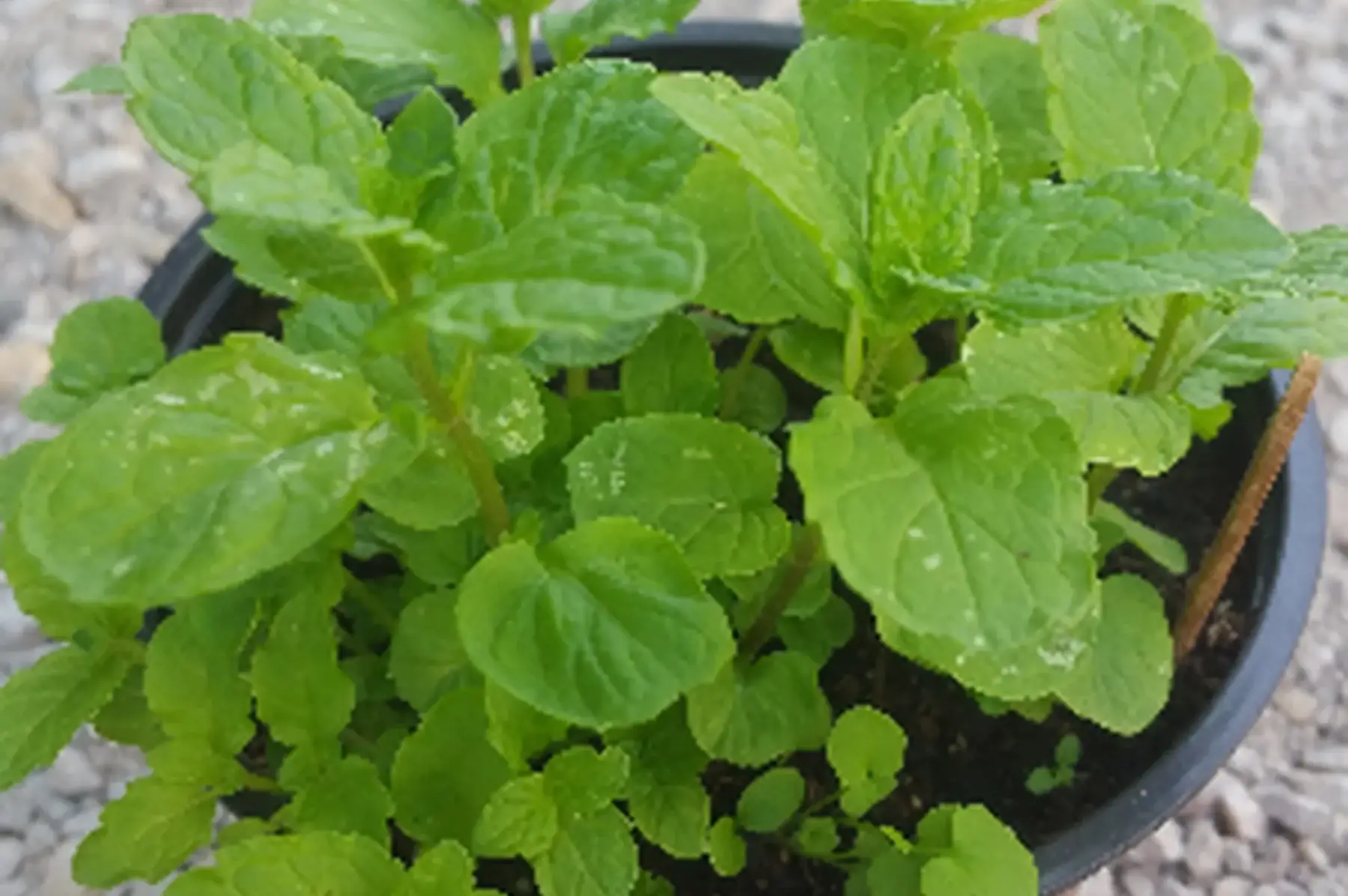 plant de menthe mojito