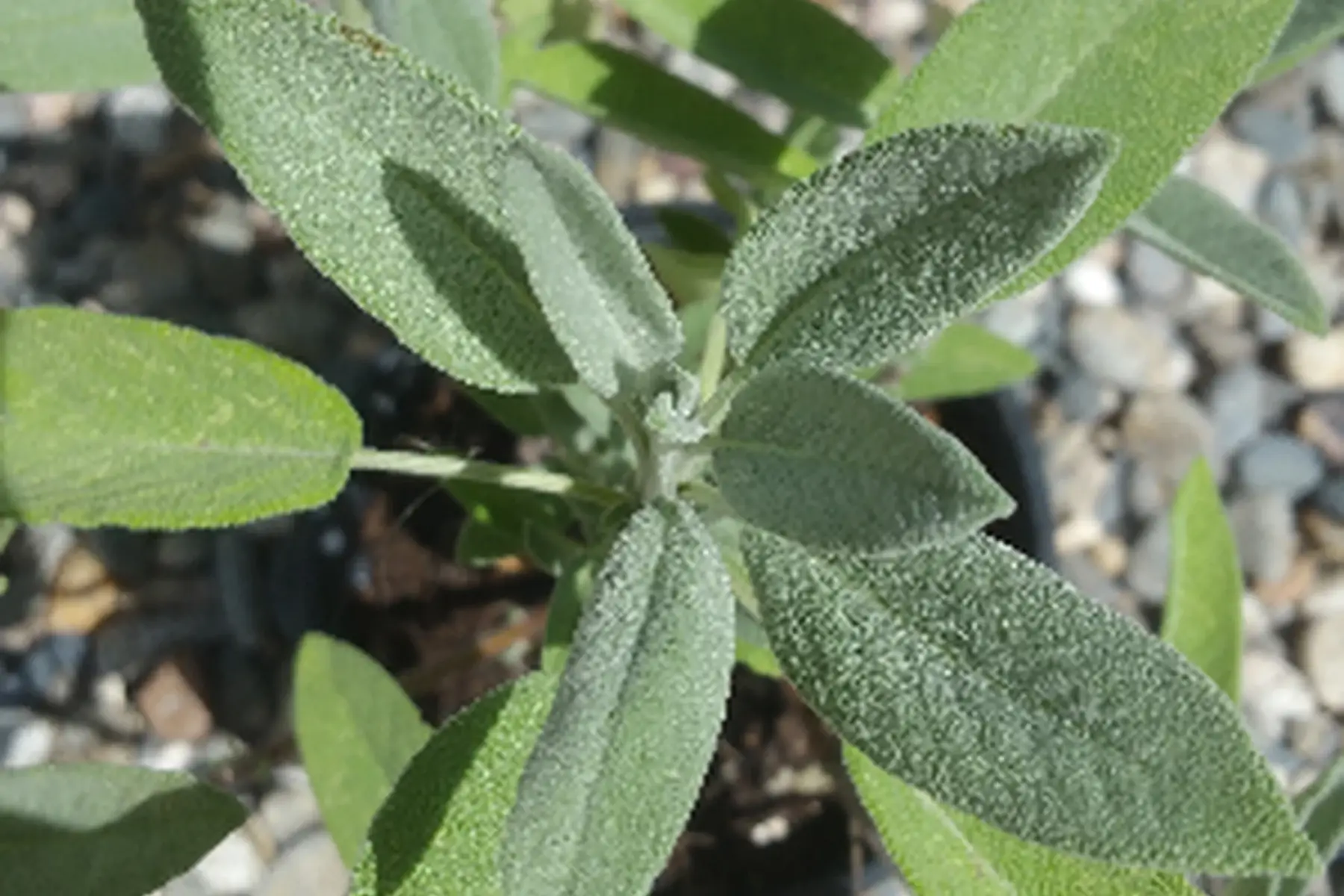 plant de sauge officinale