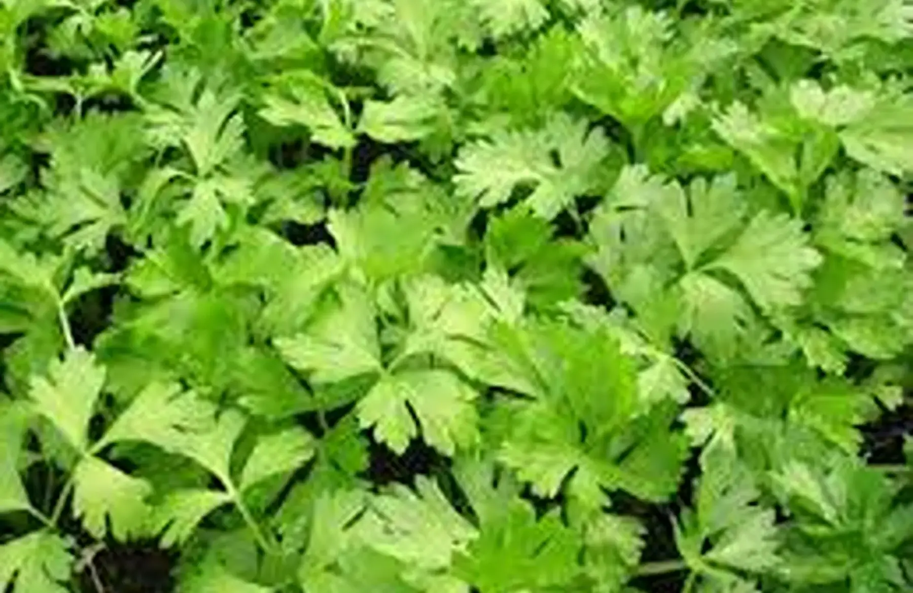 plant de persil