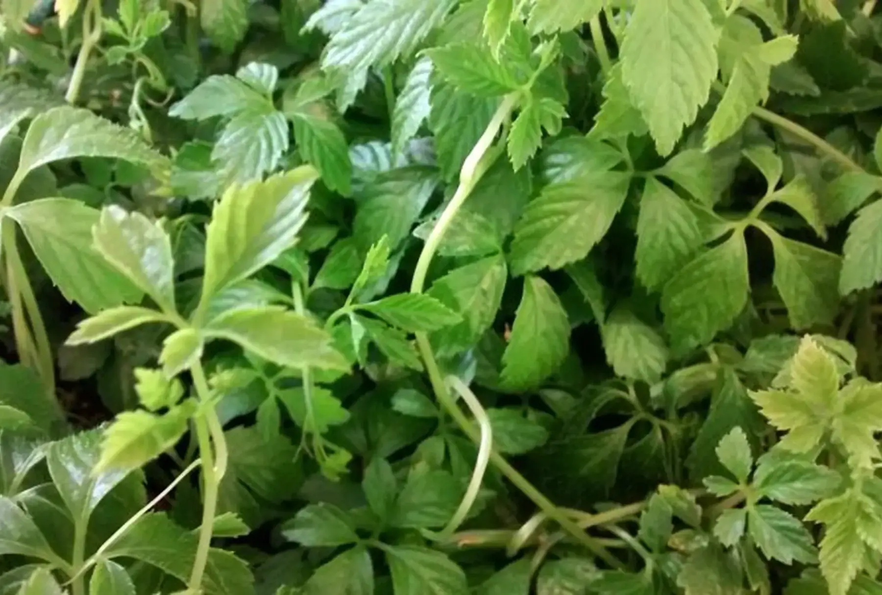 herbe de l'immortalité (gynostemma pentaphyllum)