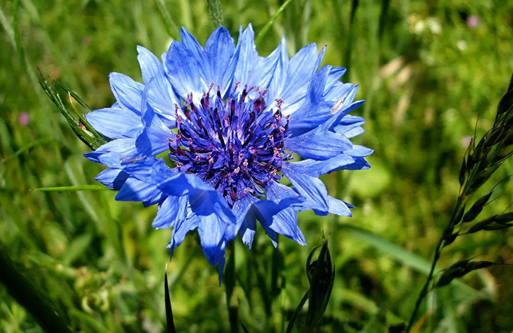 bleuet (centaurea cyanus)
