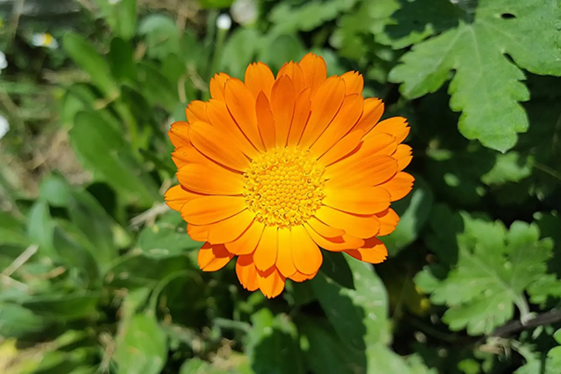 calendula