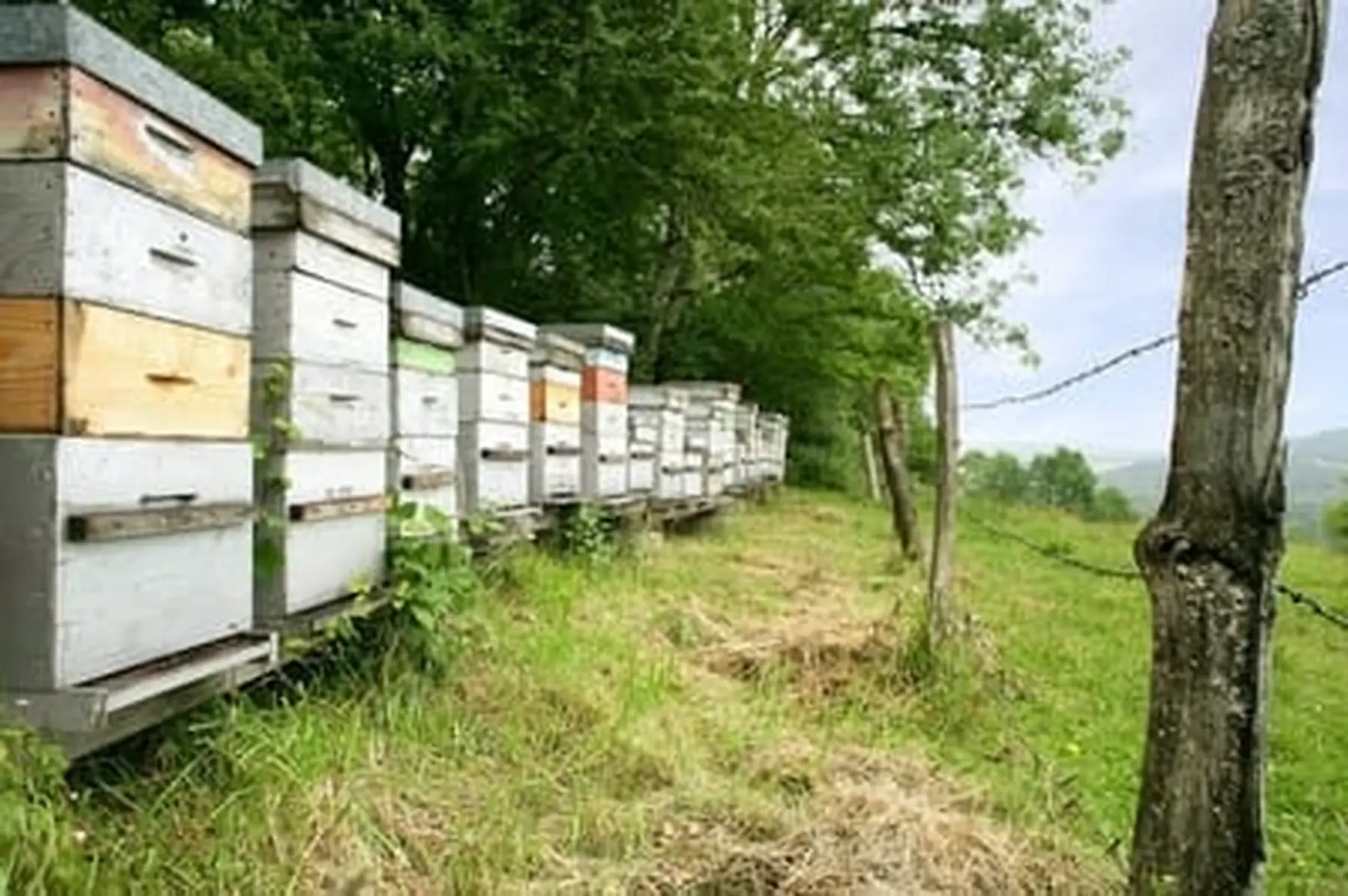 Les Ruchers des Vallons